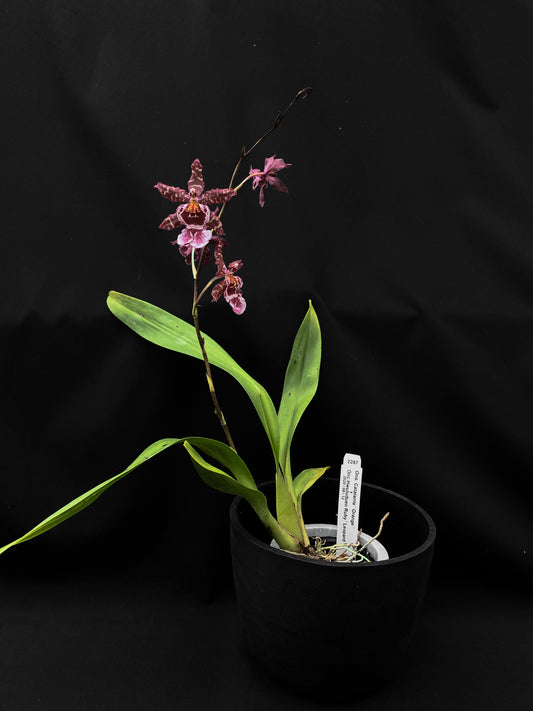 Oncidium Hwuluduen '2287'