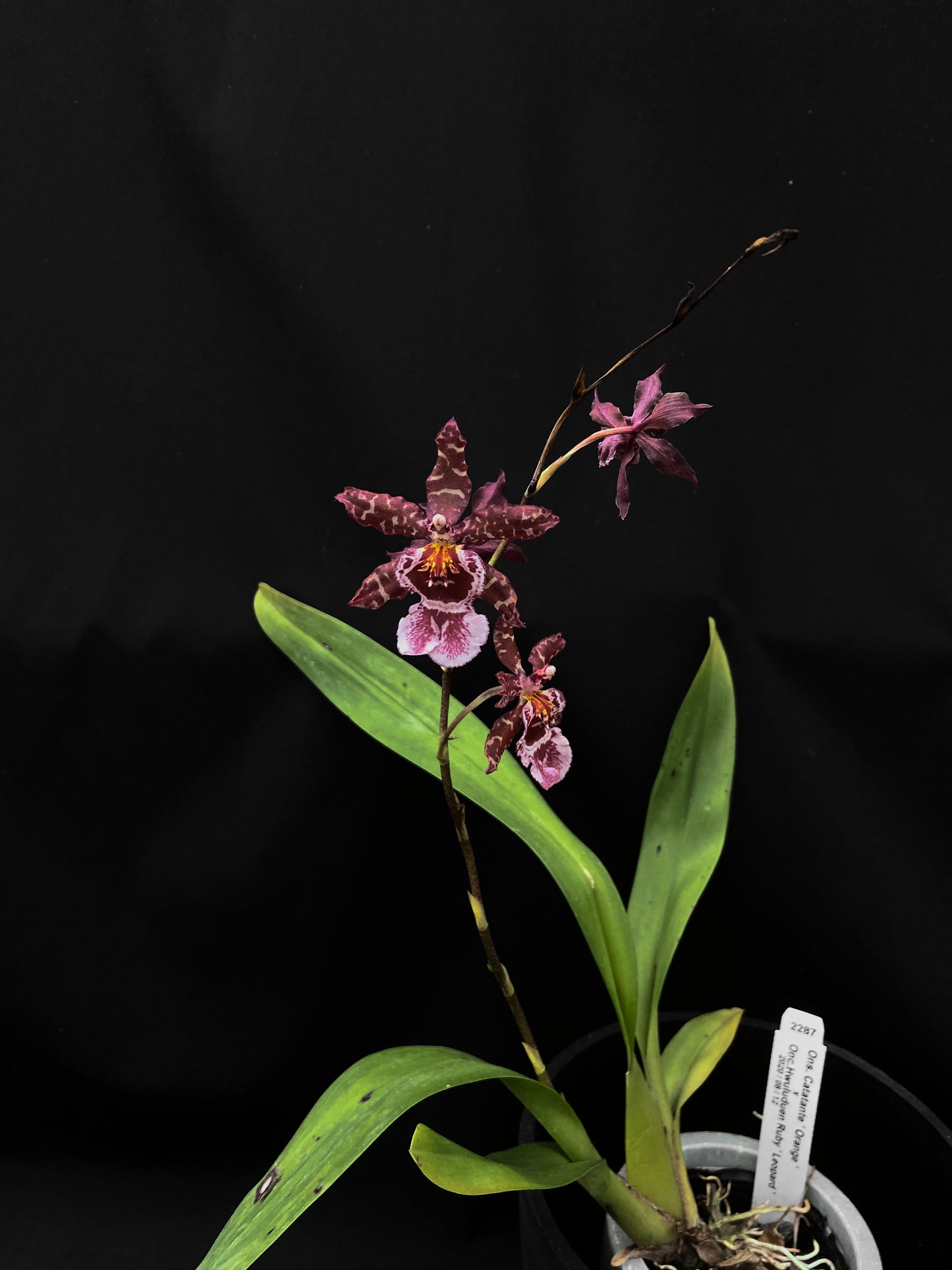 Oncidium Hwuluduen '2287'