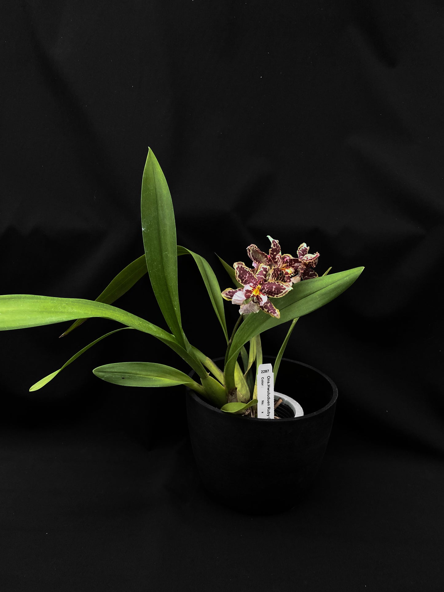 Oncidium Hwuluduen '2287'