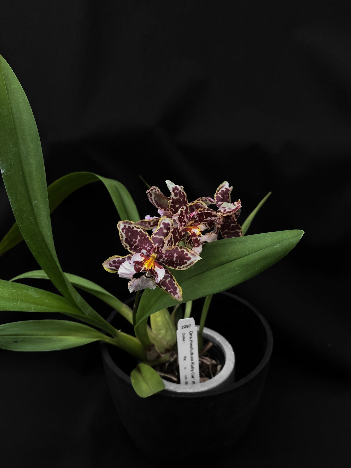 Oncidium Hwuluduen '2287'