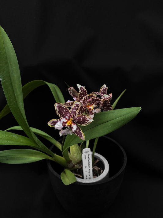 Oncidium Hwuluduen '2287'