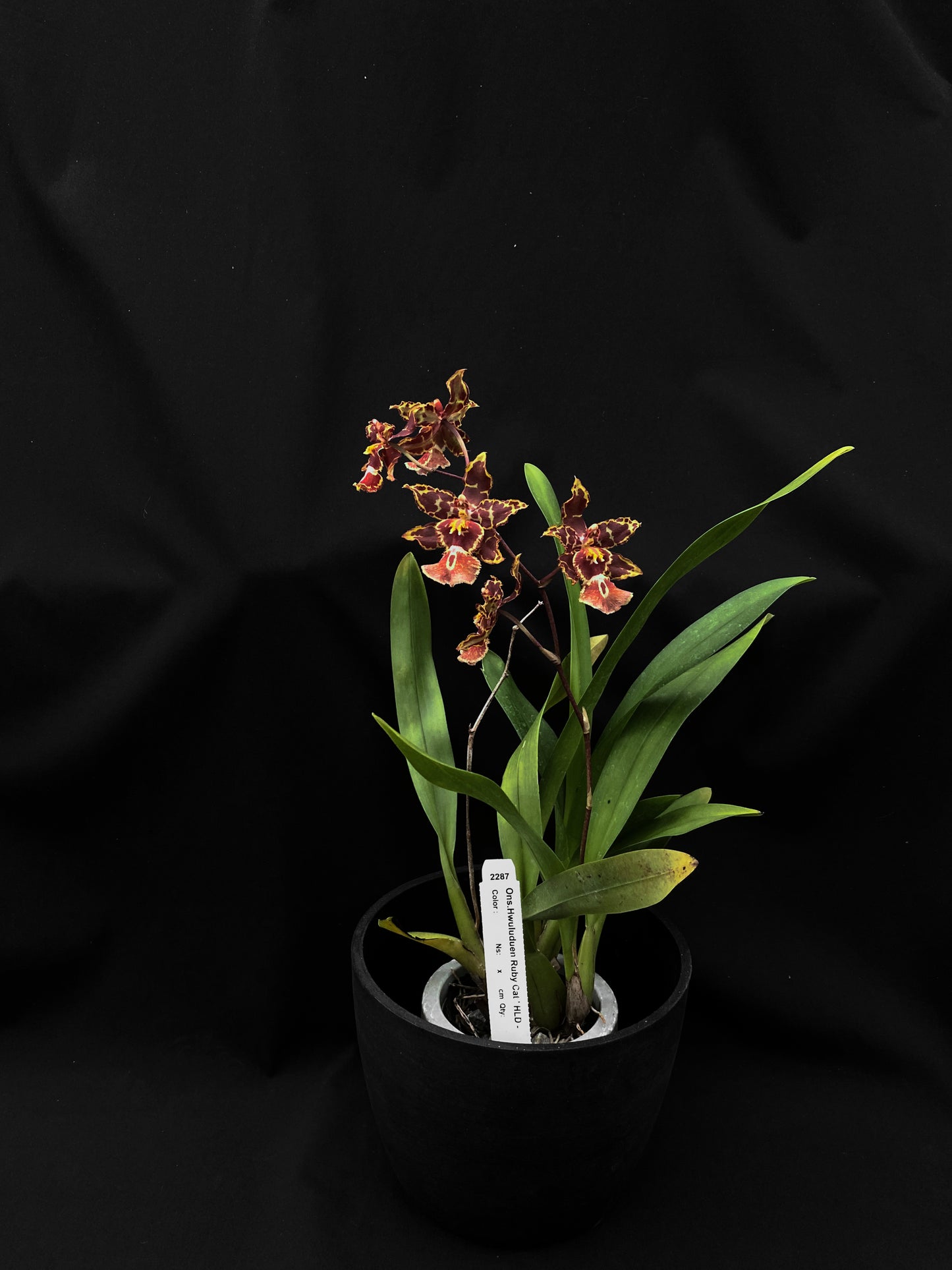 Oncidium Hwuluduen '2287'