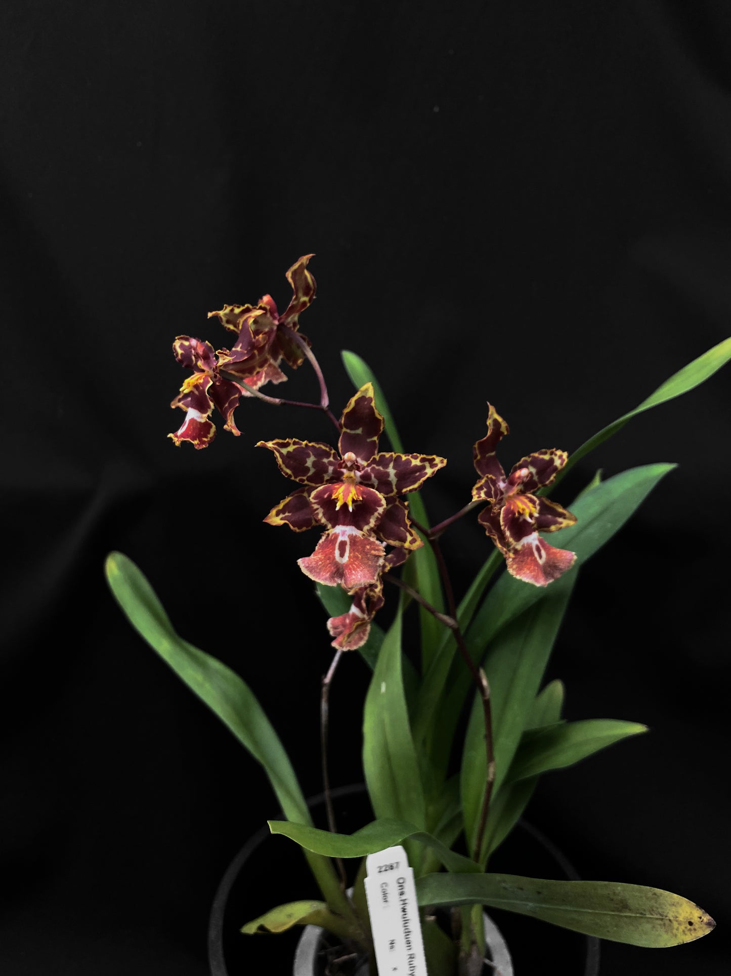 Oncidium Hwuluduen '2287'