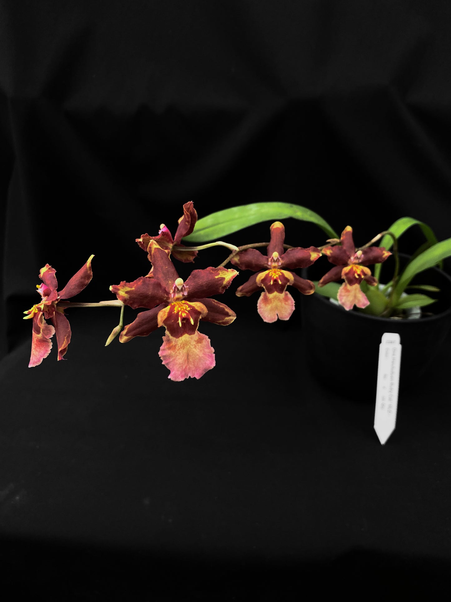 Oncidium Hwuluduen '2287'