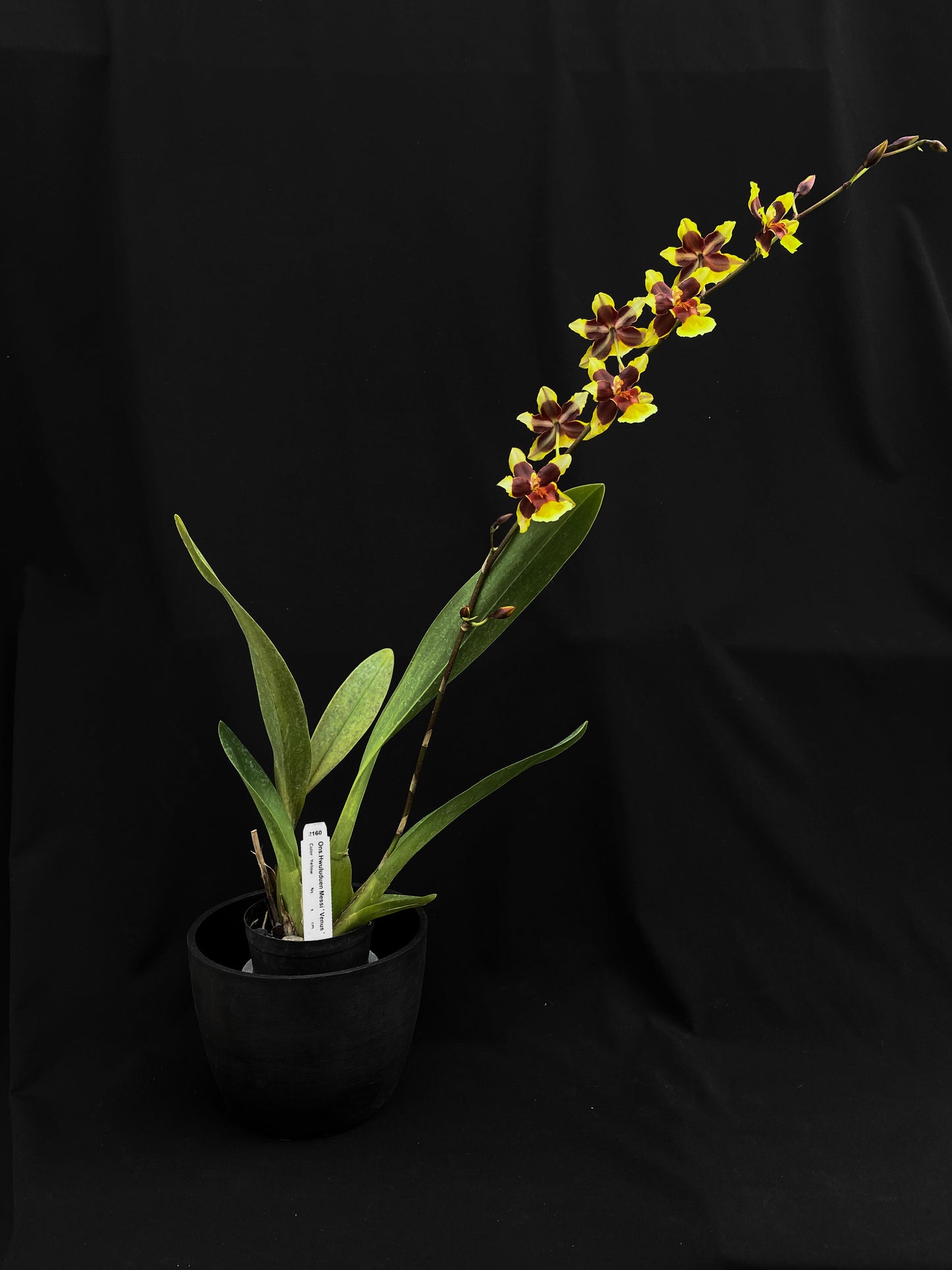 Oncidium Hwuluduen '2160'