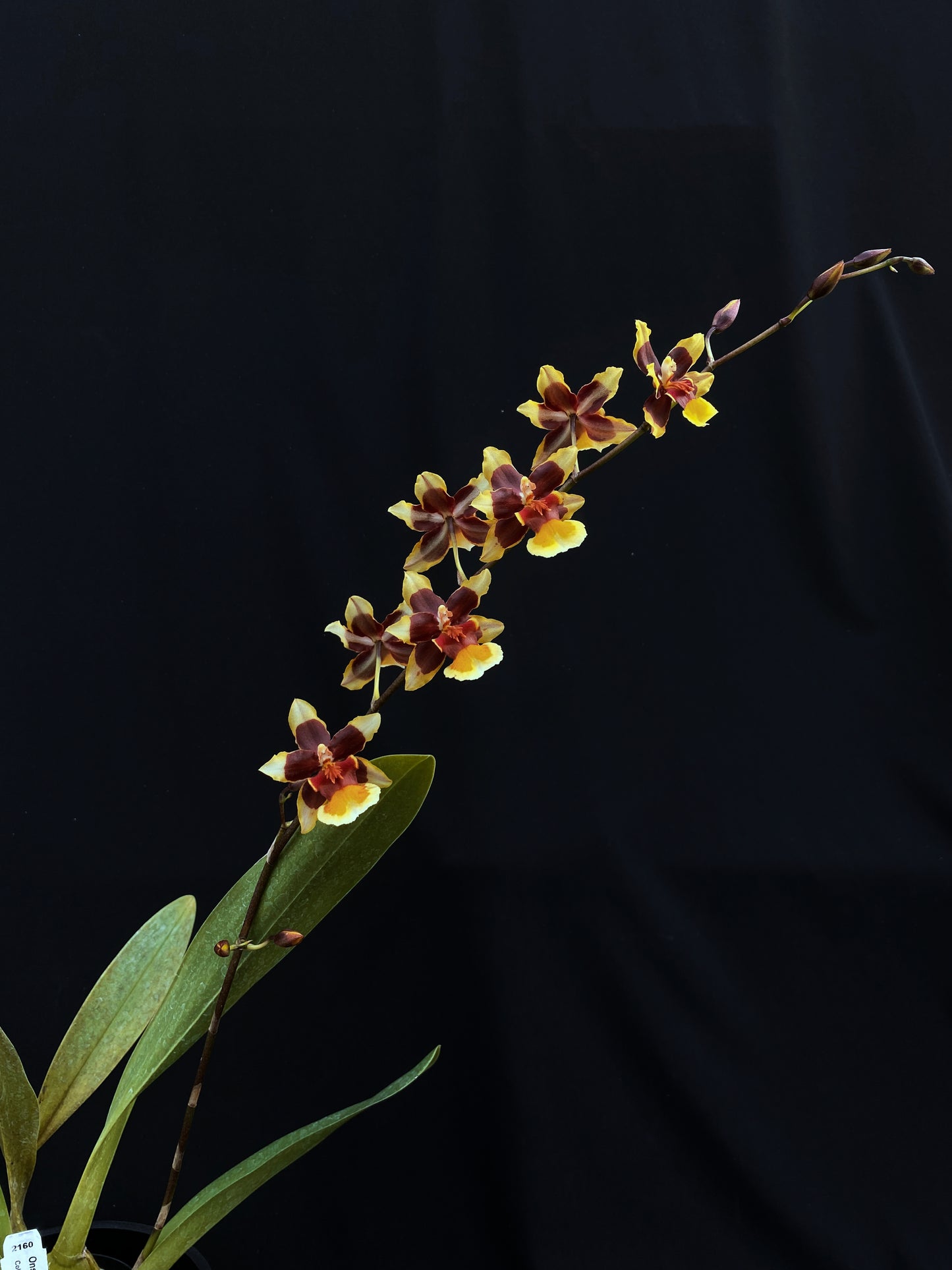 Oncidium Hwuluduen '2160'