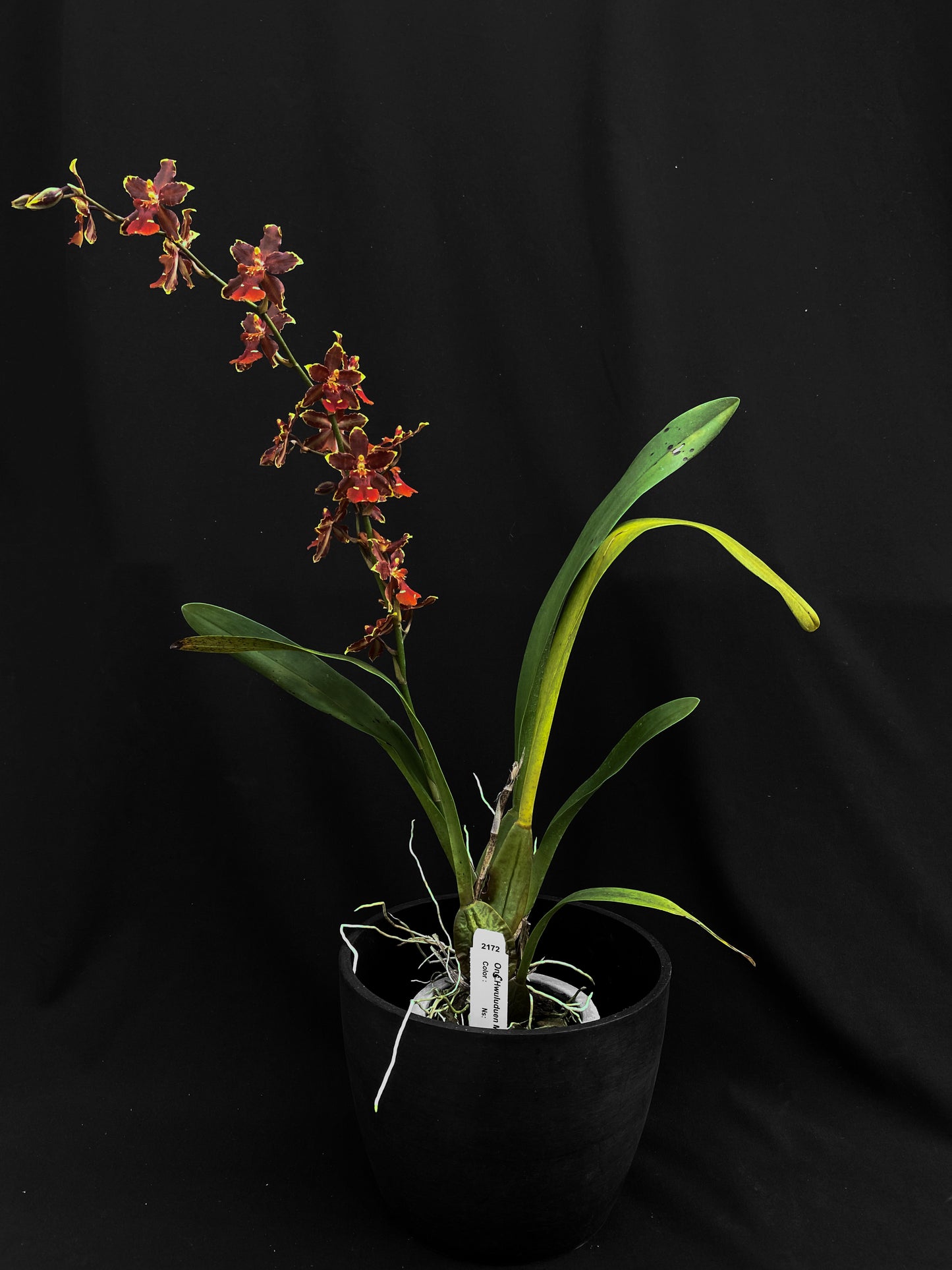 Oncidium Hwuluduen Messi '2172'