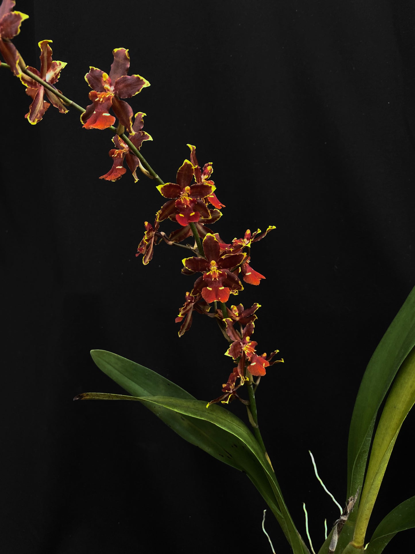 Oncidium Hwuluduen Messi '2172'