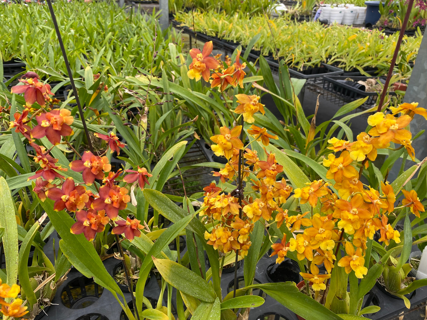 Oncidium Hwuluduen ‘Orange fruit’
