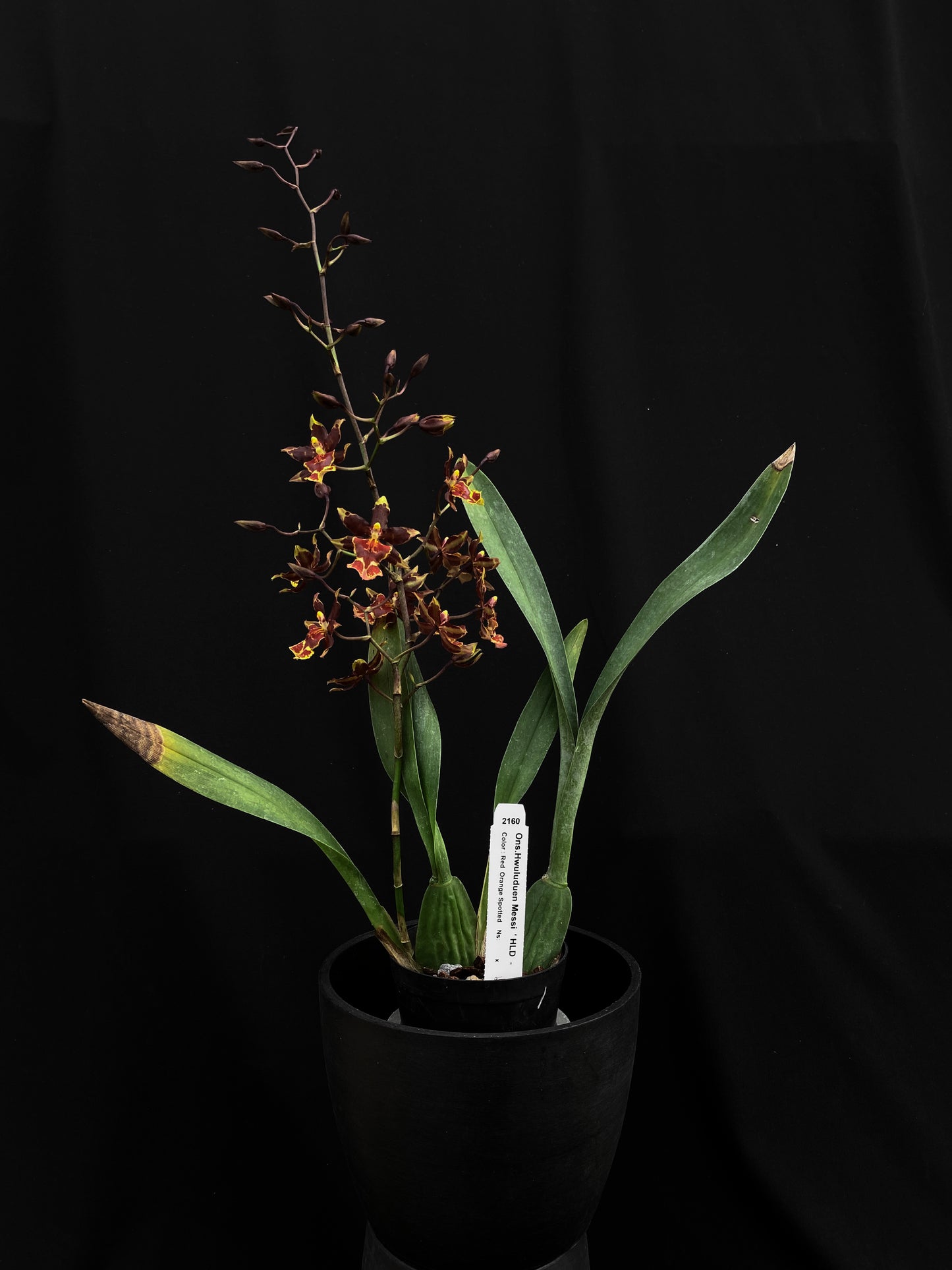 Oncidium Hwuluduen '2160'
