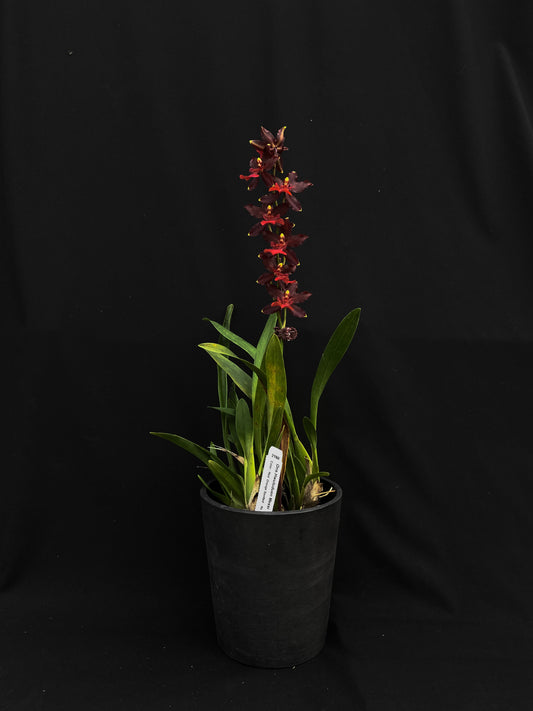 Oncidium Hwuluduen '2160'