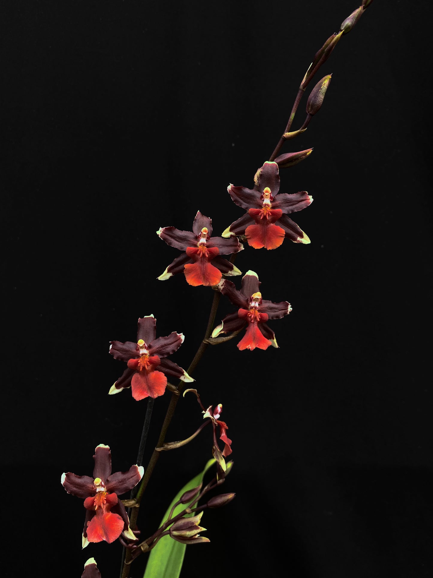 Oncidium Hwuluduen '2160'