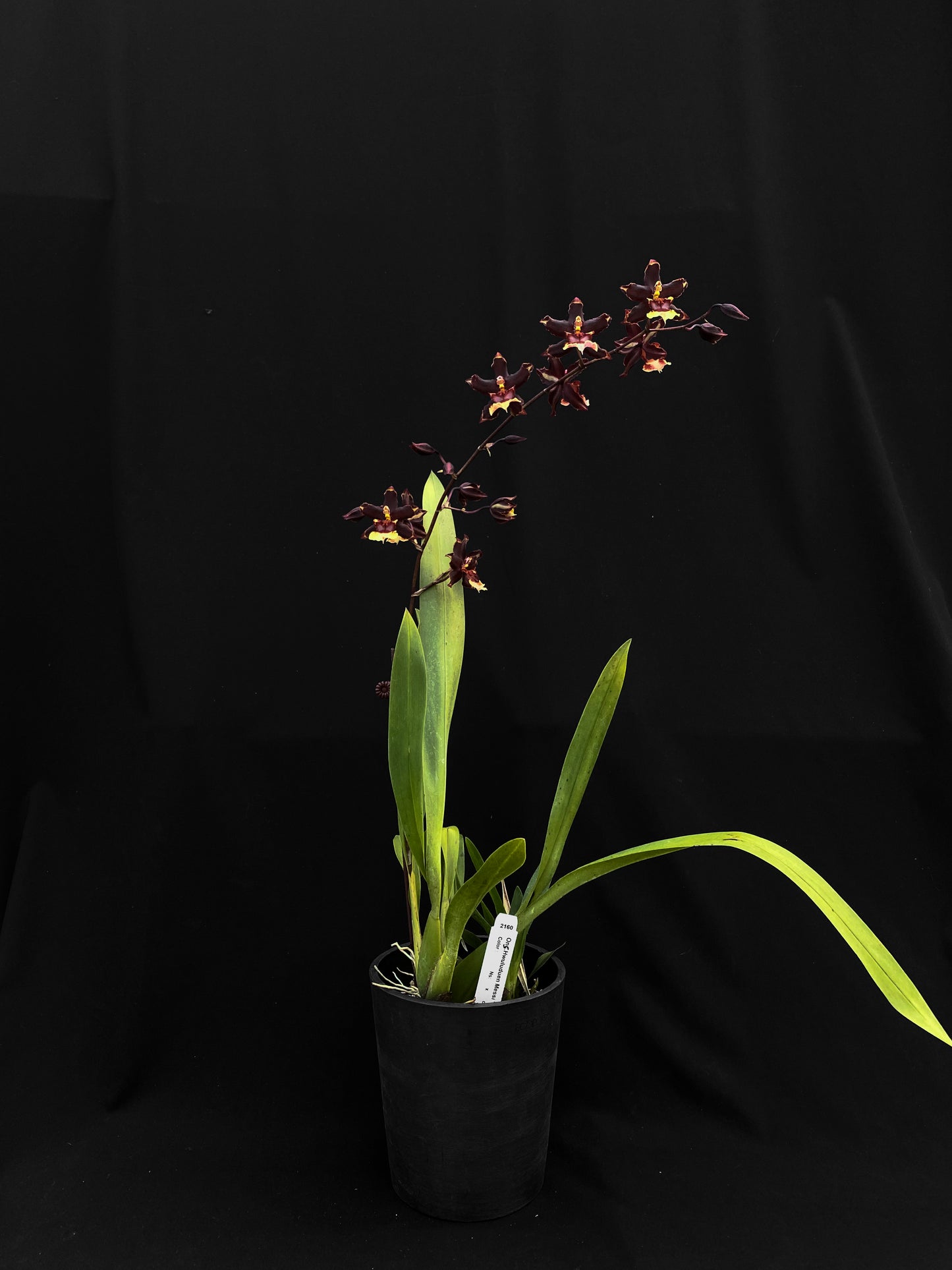 Oncidium Hwuluduen '2160'