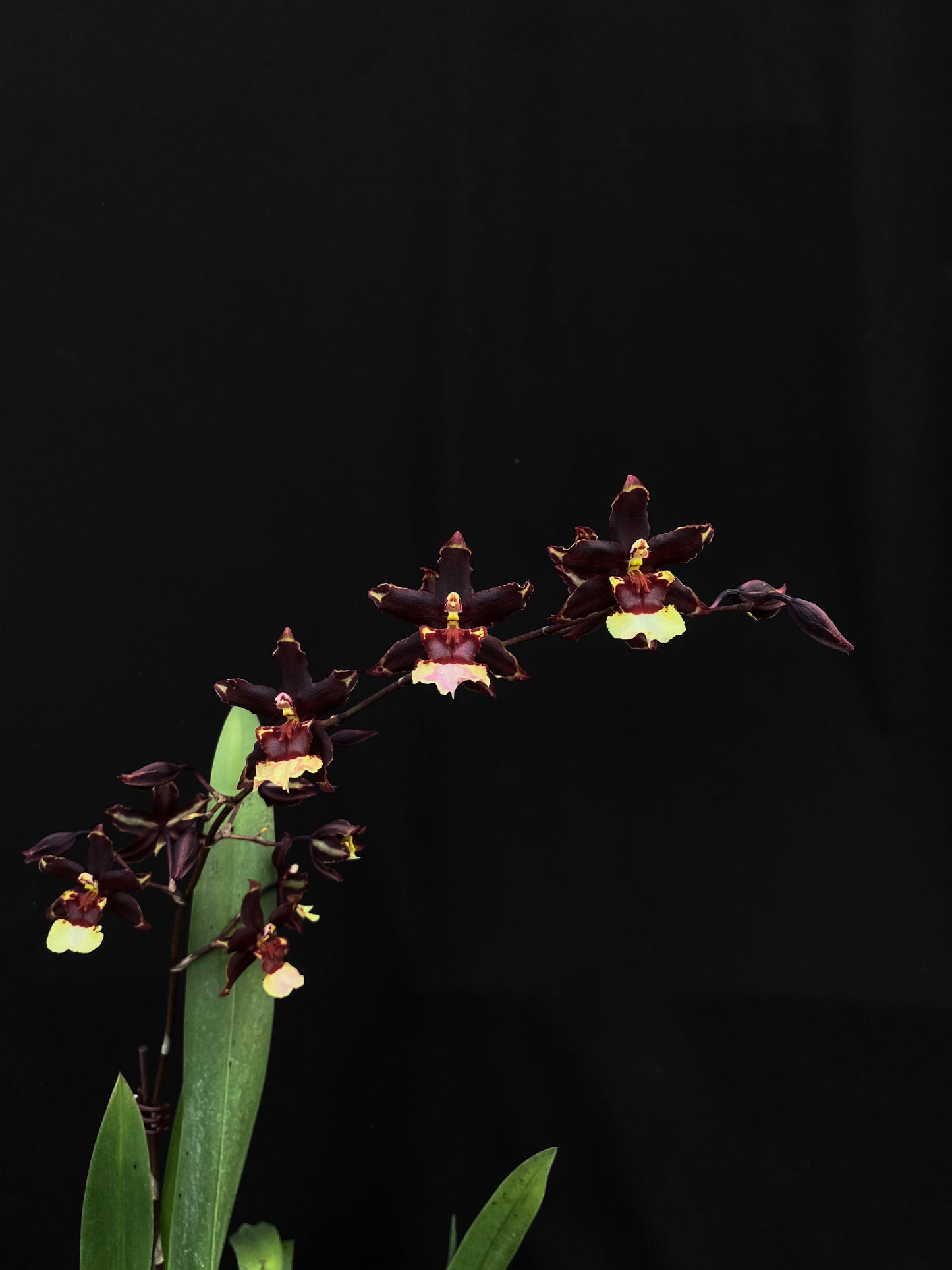 Oncidium Hwuluduen '2160'