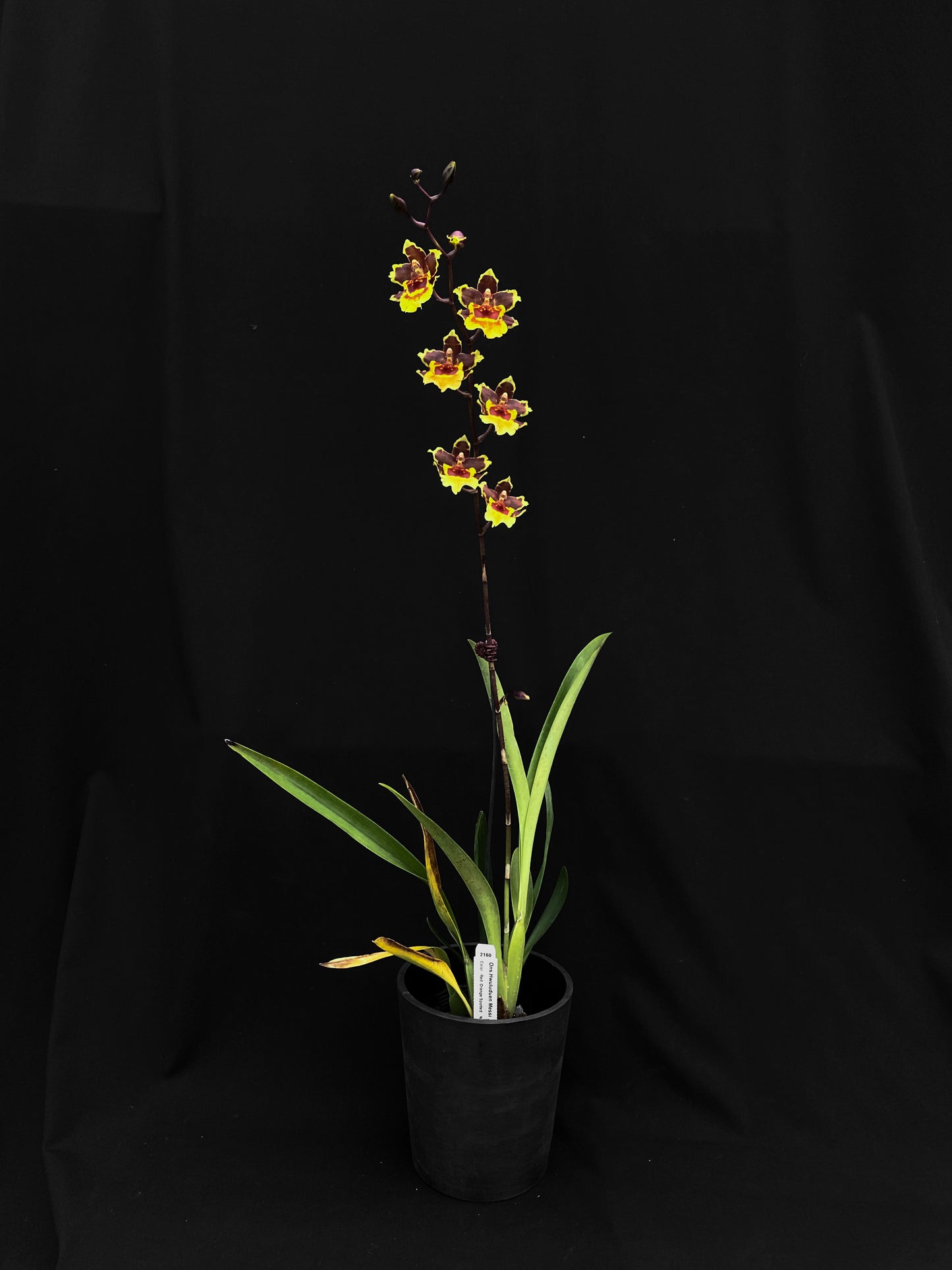 Oncidium Hwuluduen '2160'