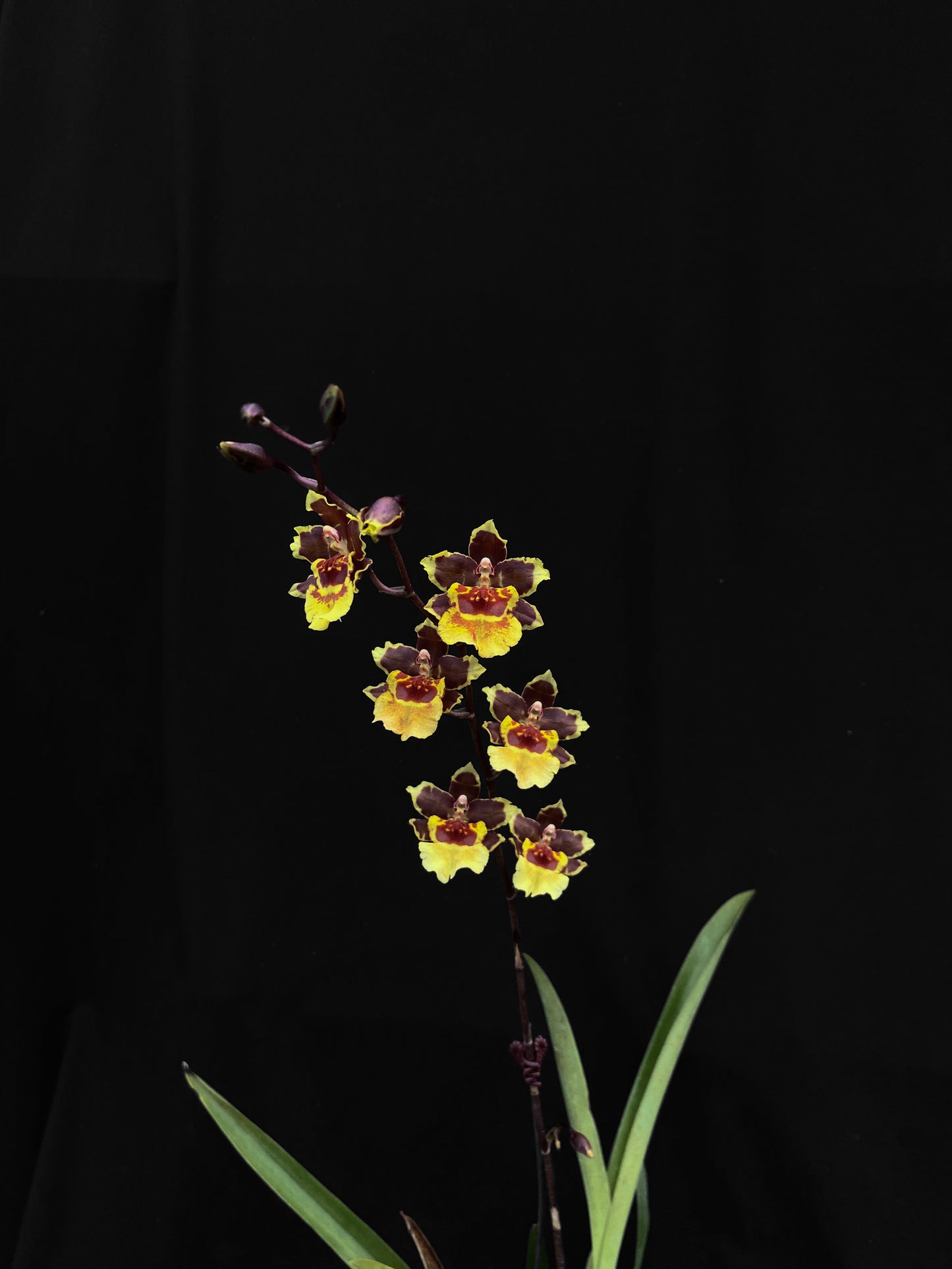 Oncidium Hwuluduen '2160'