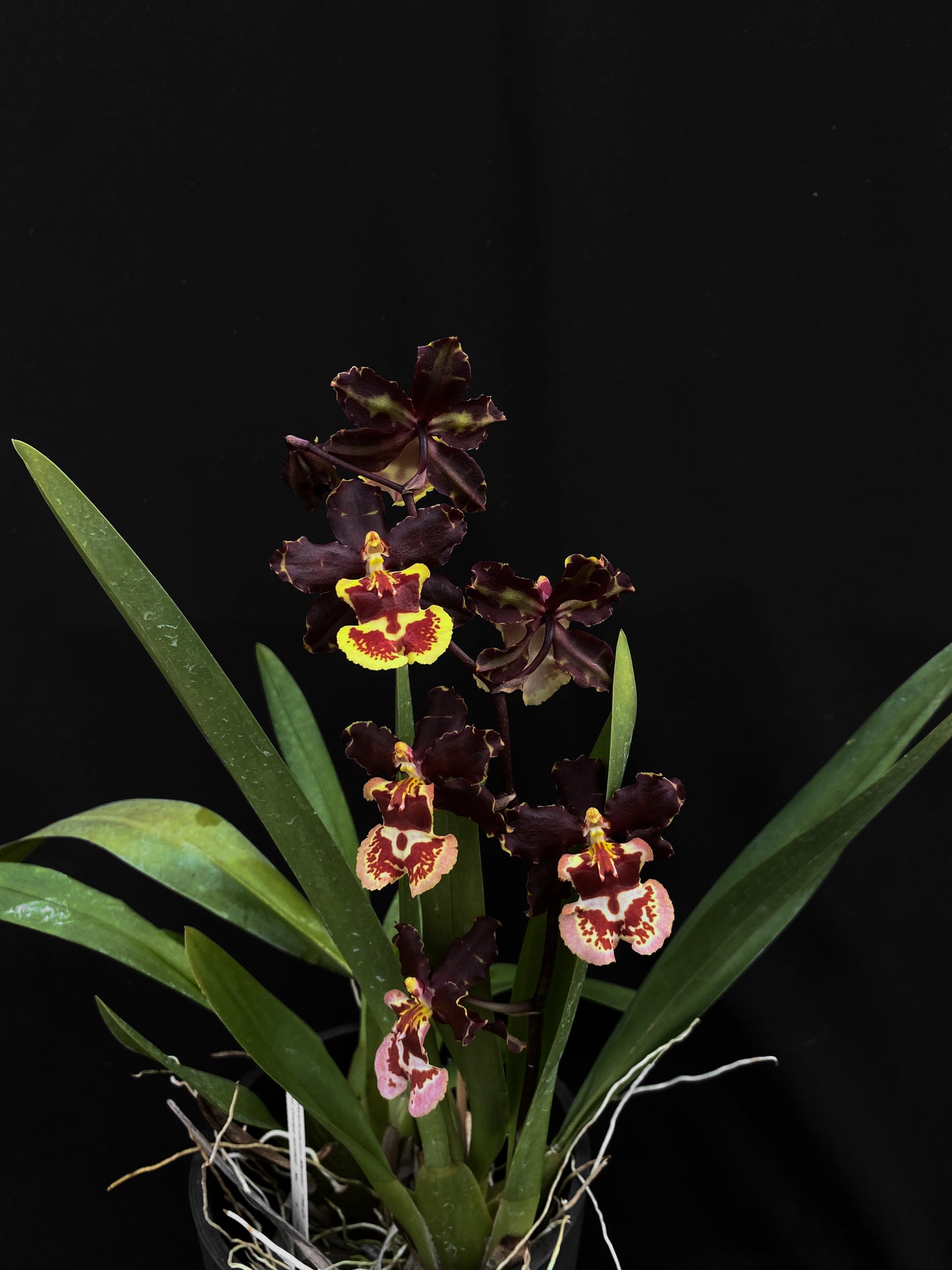 Oncidium Hwuluduen Messi '2172'