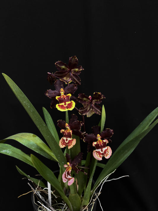 Oncidium Hwuluduen Messi '2172'