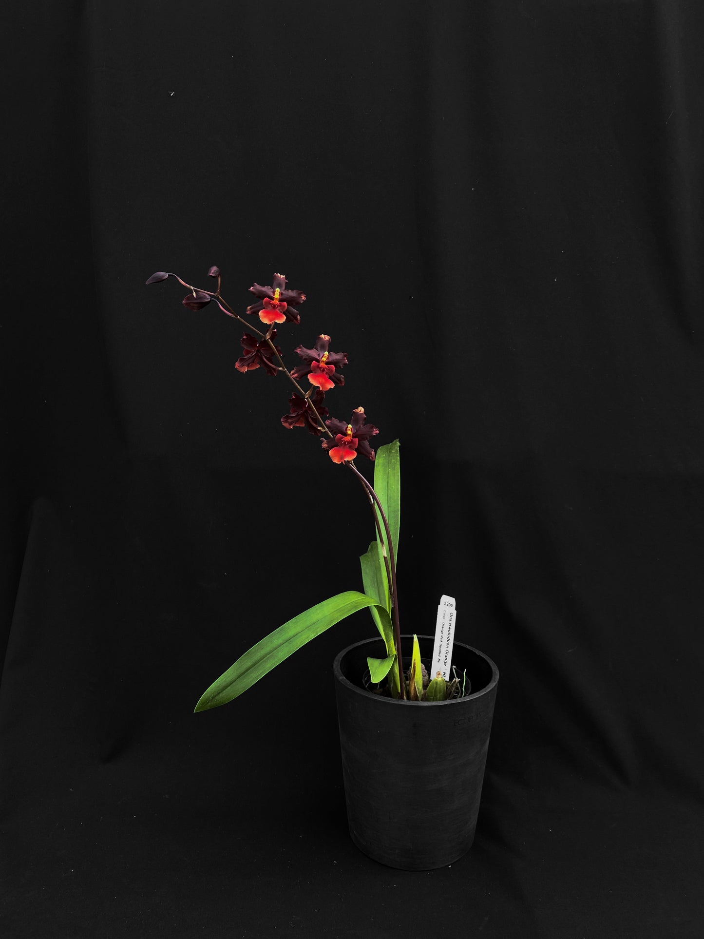 Oncidium Hwuluduen Messi '2172'