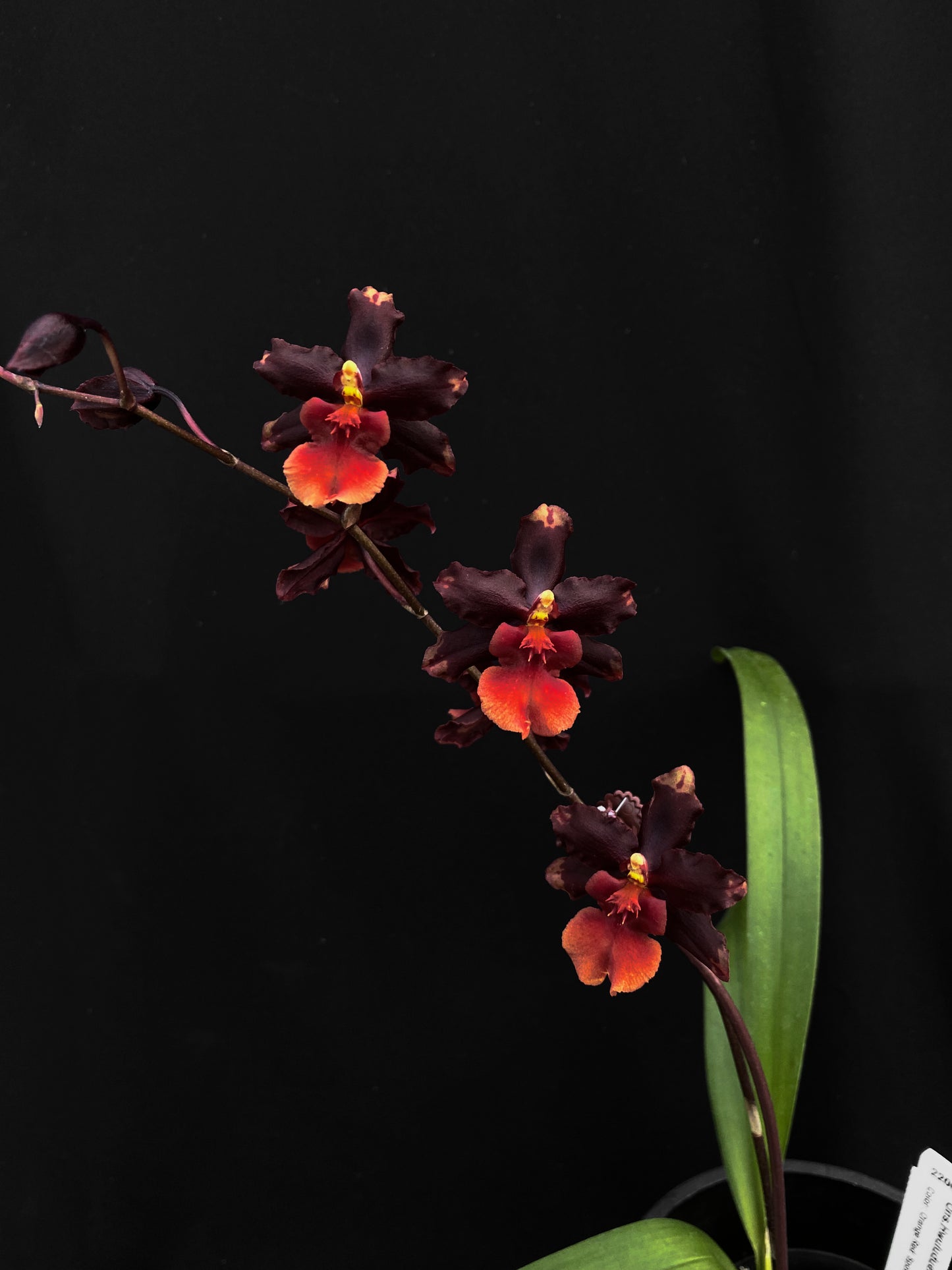Oncidium Hwuluduen Messi '2172'