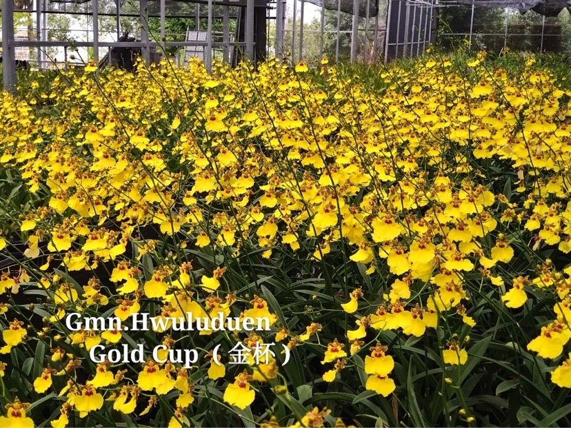 Gomonia Hwuluduen ‘Golden Cup’