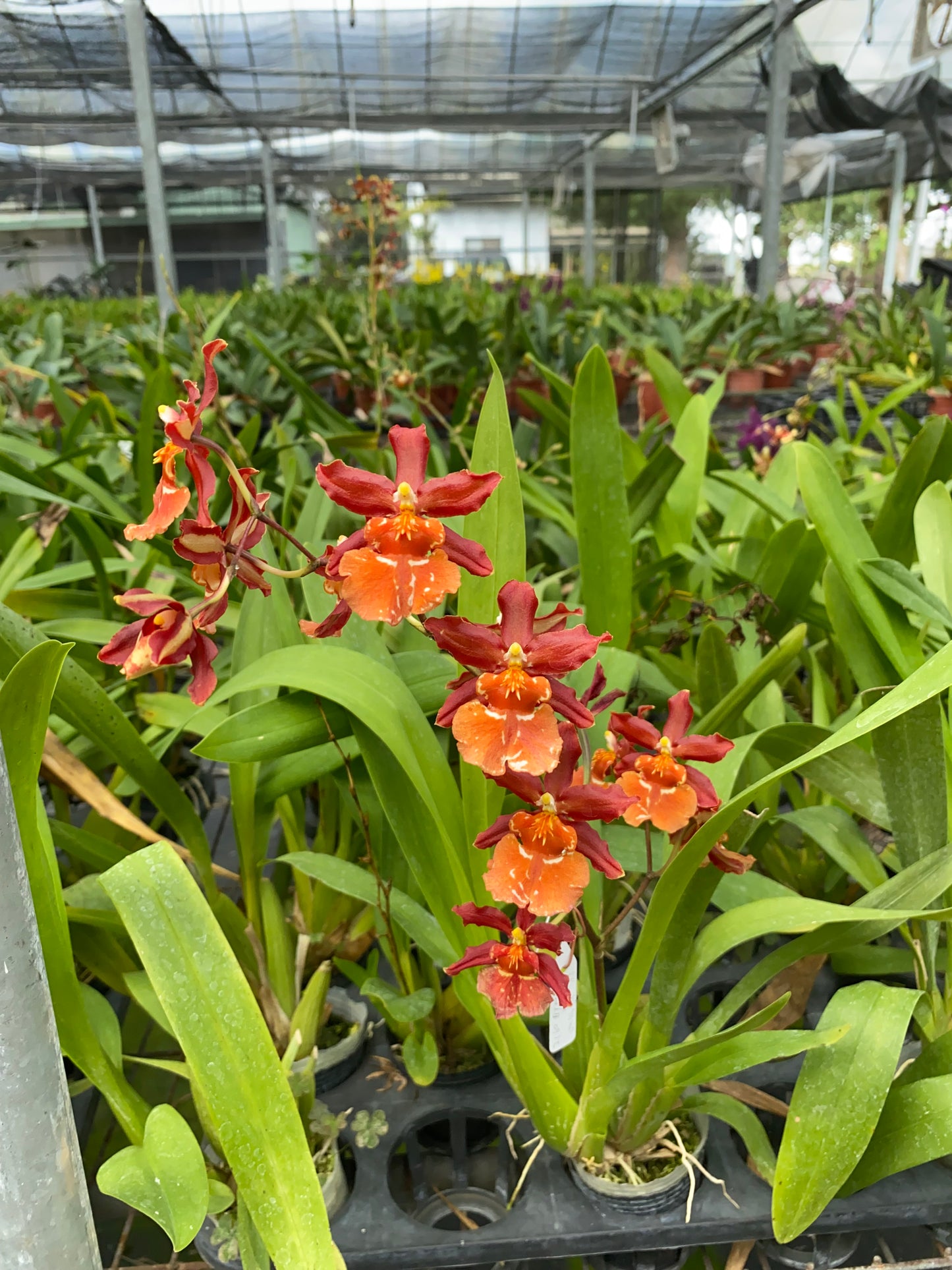 Oncidium Hwuluduen Messi 'HLD'