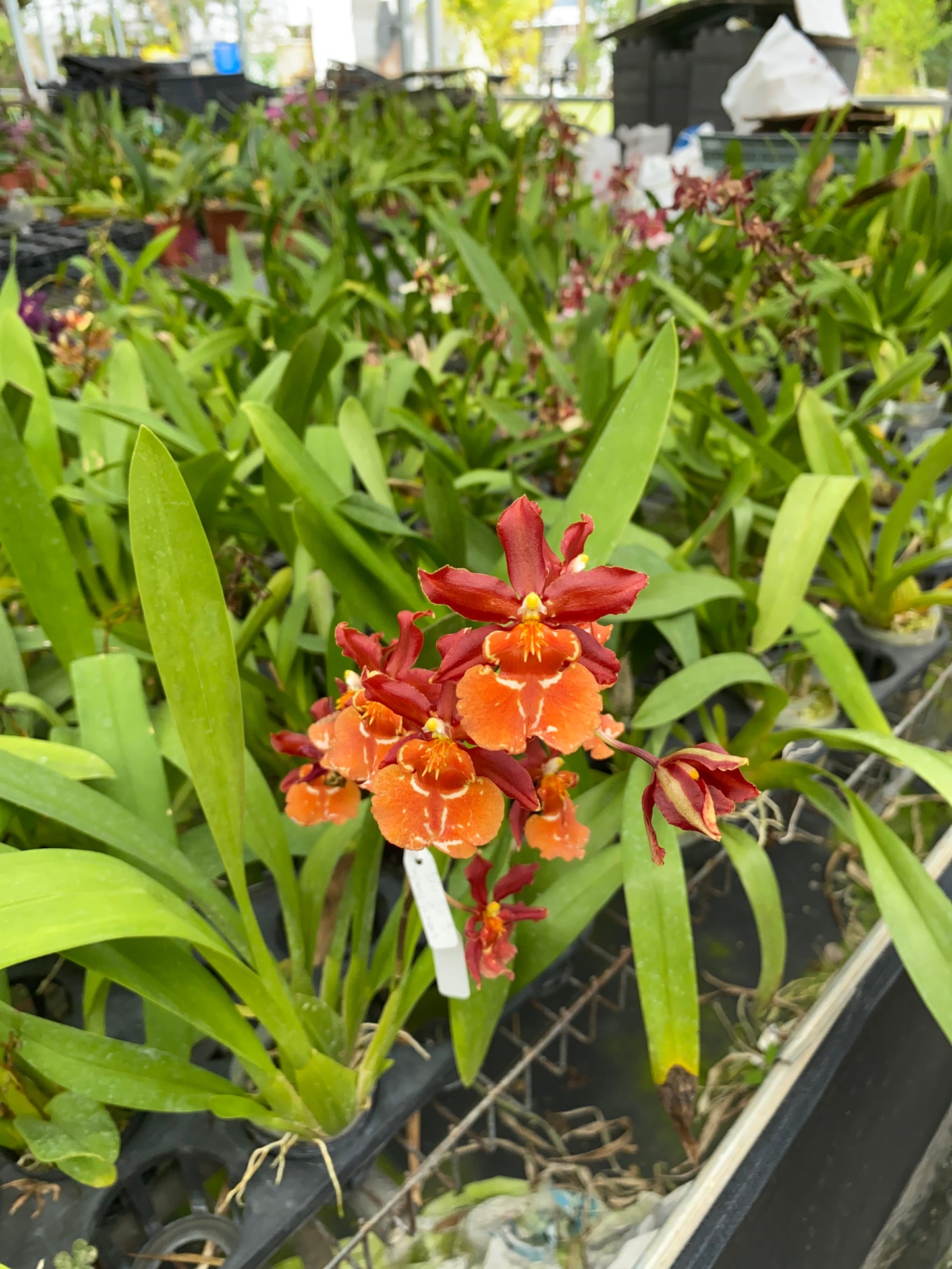 Oncidium Hwuluduen Messi 'HLD'