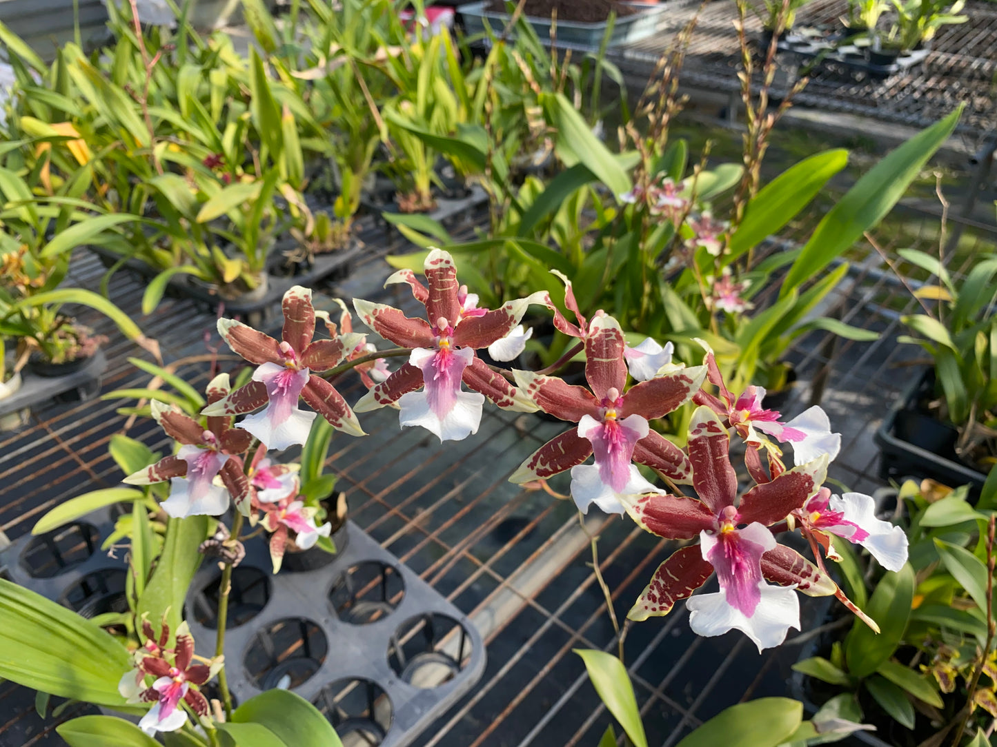 Oncidium Hwuluduen 'Dreamer'