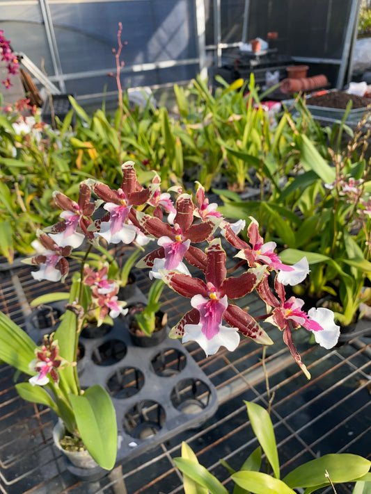 Oncidium Hwuluduen 'Dreamer'