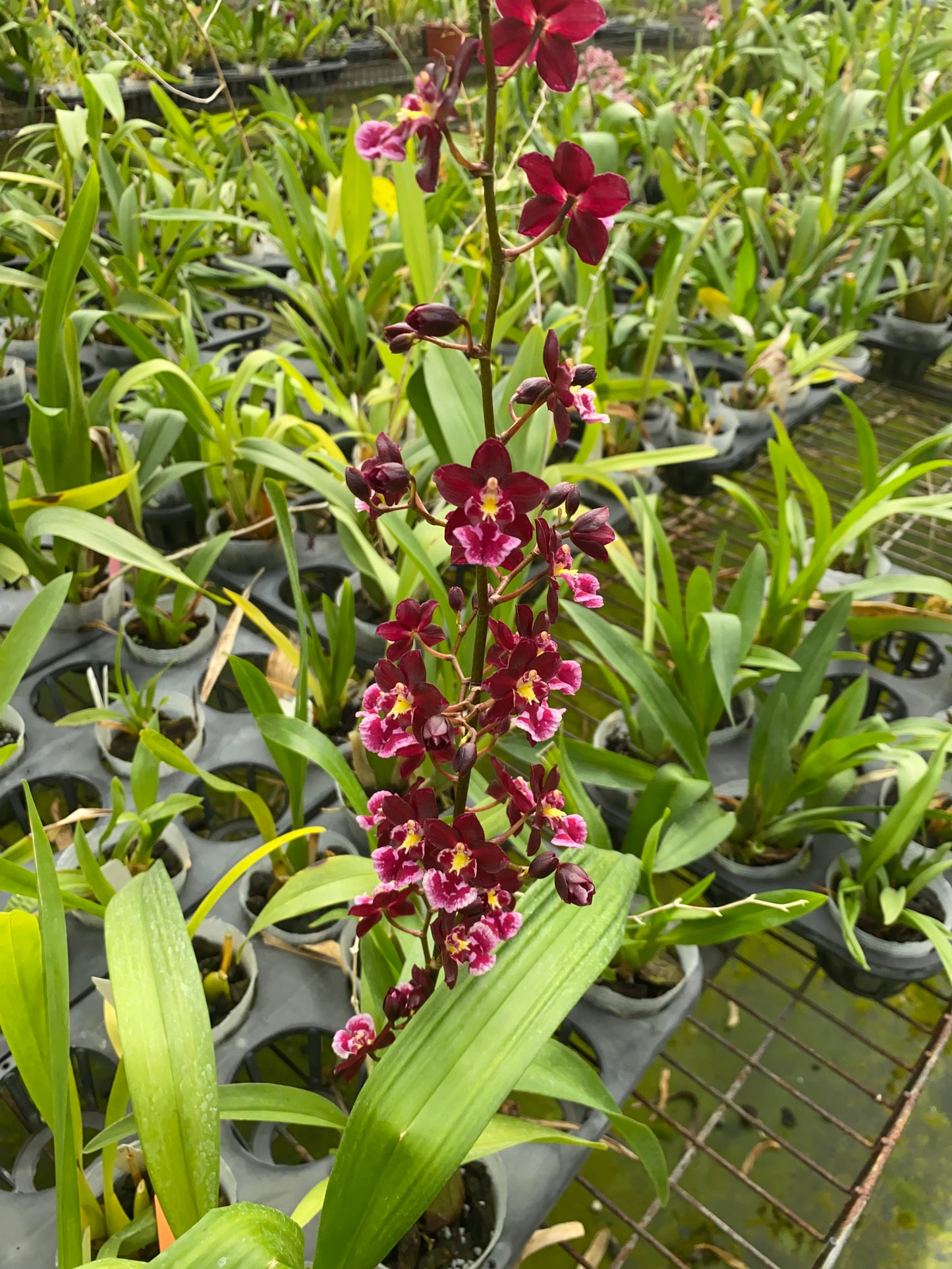 Oncidium Hwuluduen Connie 'Red Apple'