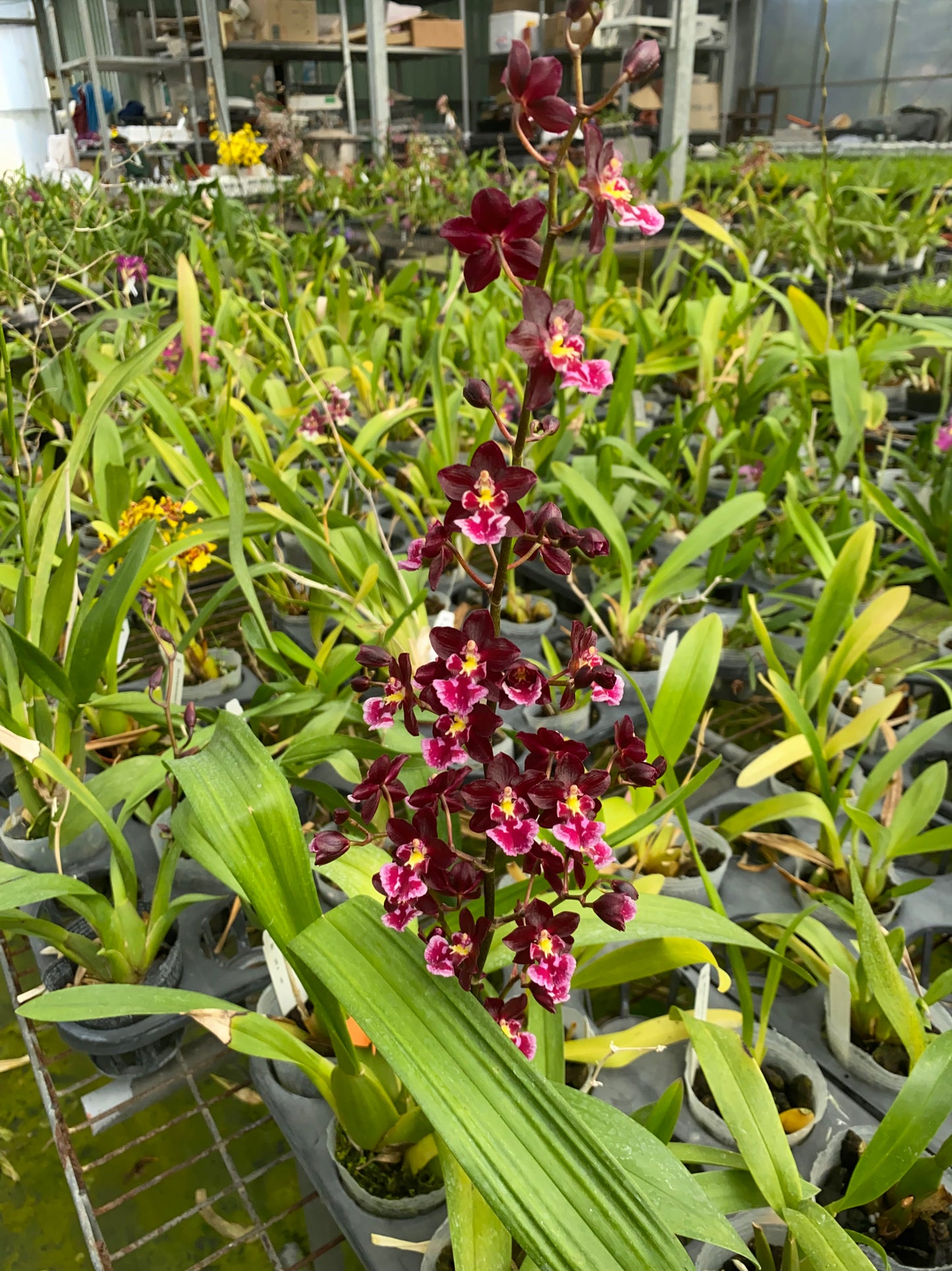 Oncidium Hwuluduen Connie 'Red Apple'