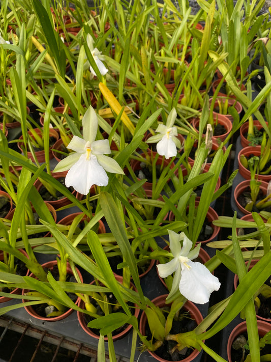 Miltonia spectabilis alba