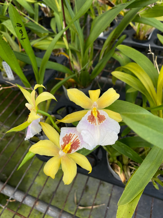 Miltonia Sunset