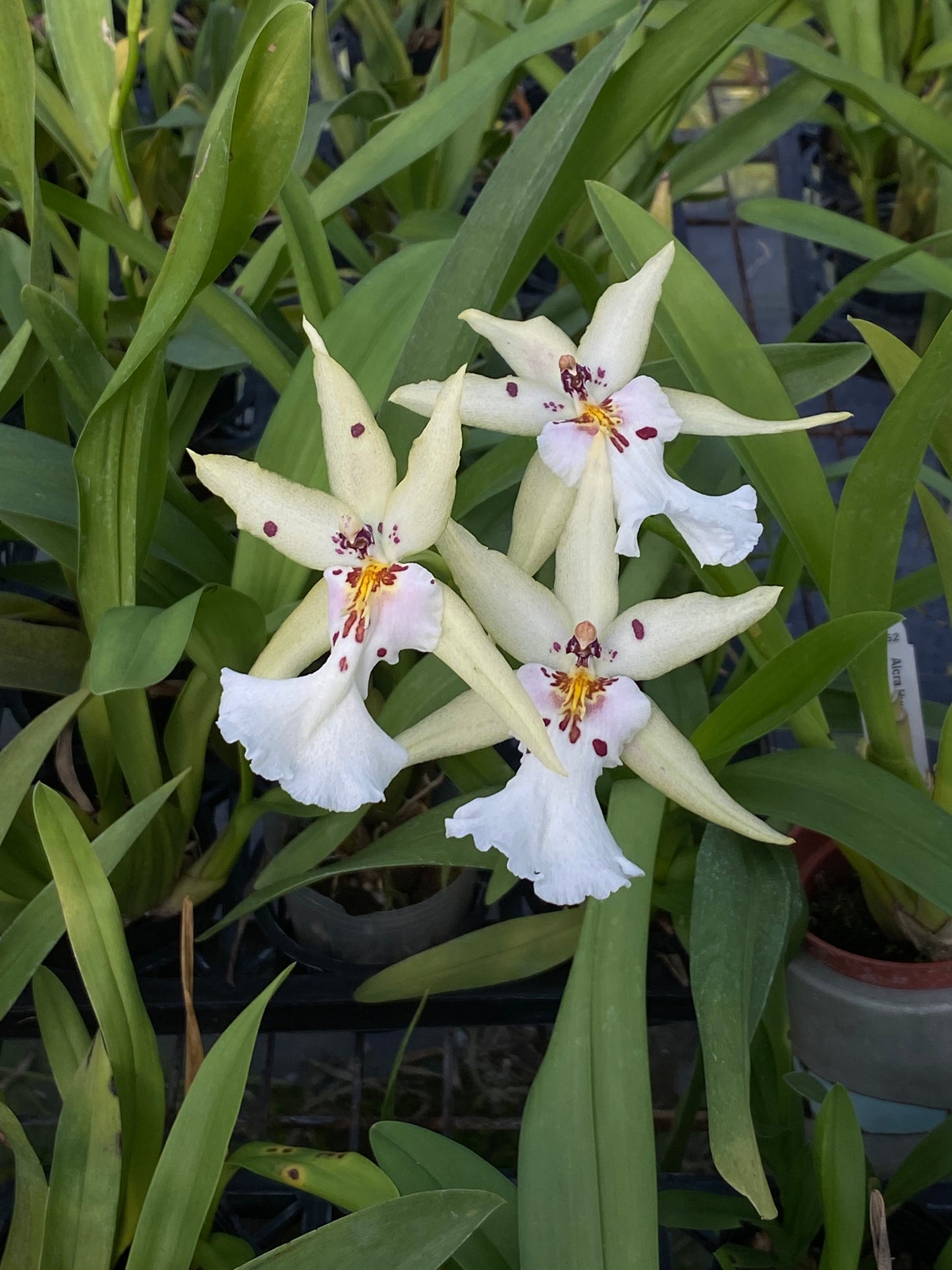 Alcra. Hwulduen Romance 'HLD'