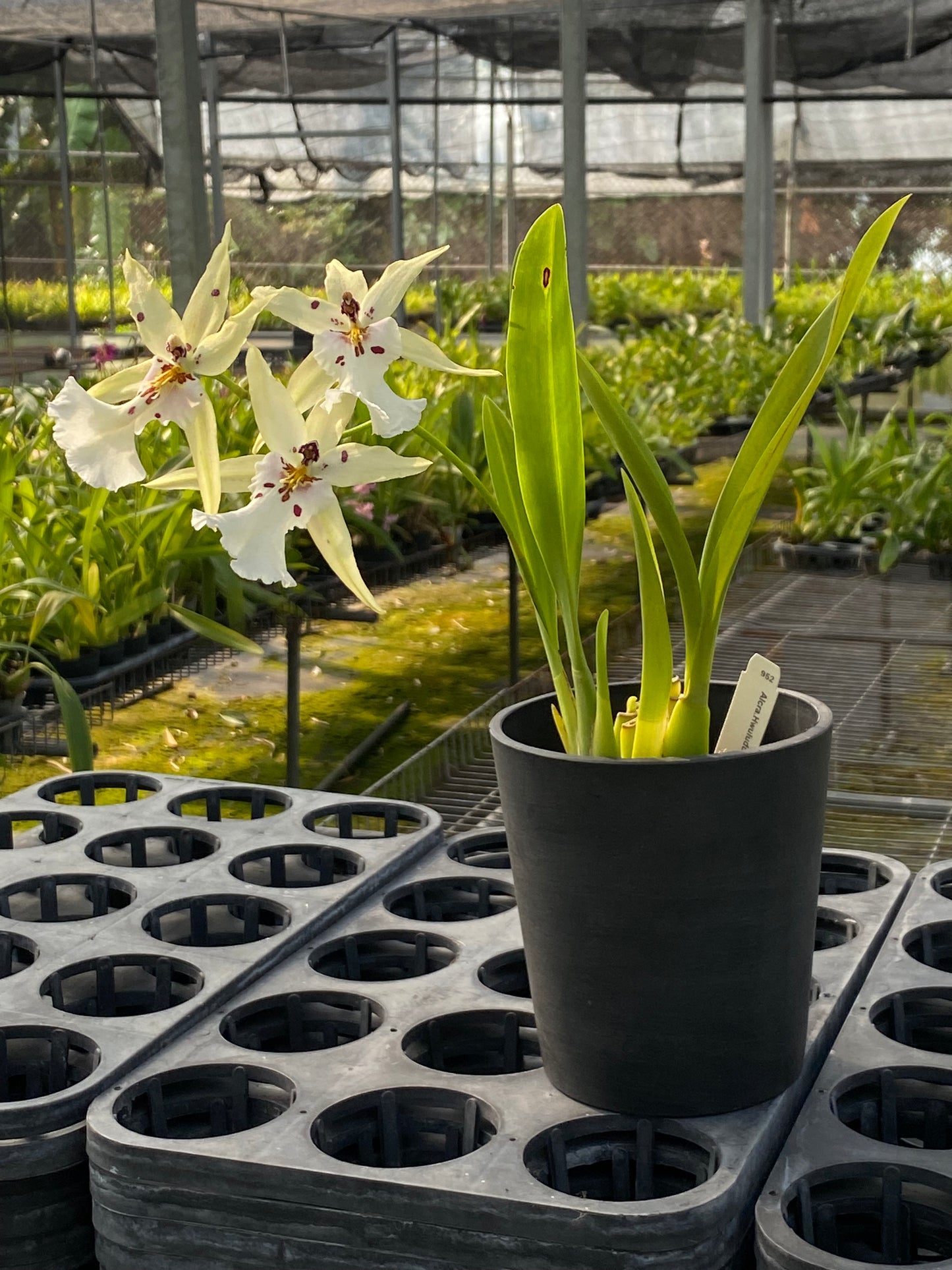 Alcra. Hwulduen Romance 'HLD'