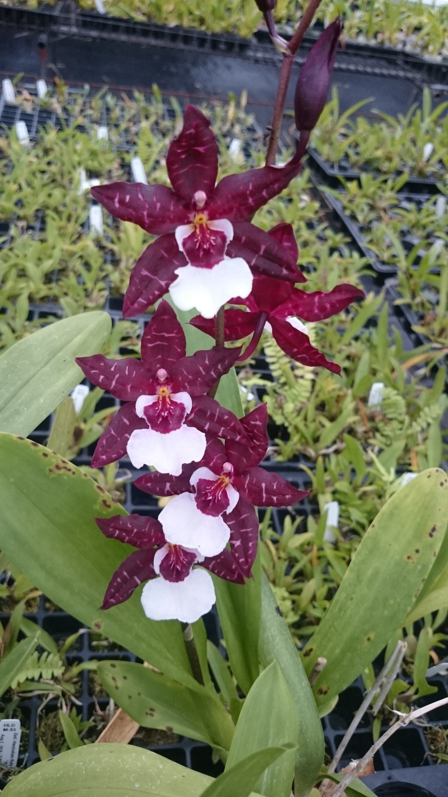 Oncidium Hwuluduen Scarlet 'Black Jack'