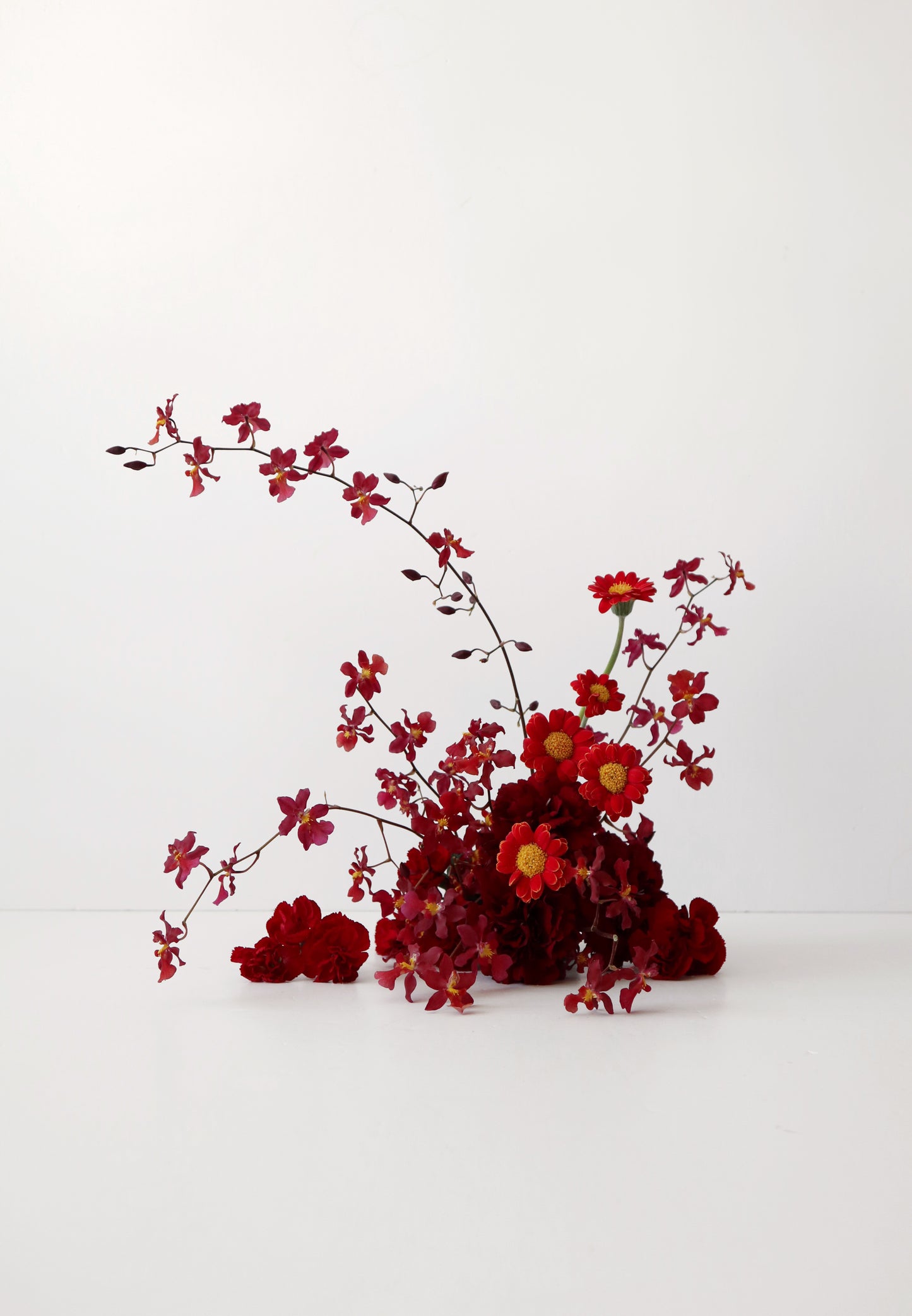 Oncidium Hwuluduen 'Red Cherry' 文心蘭