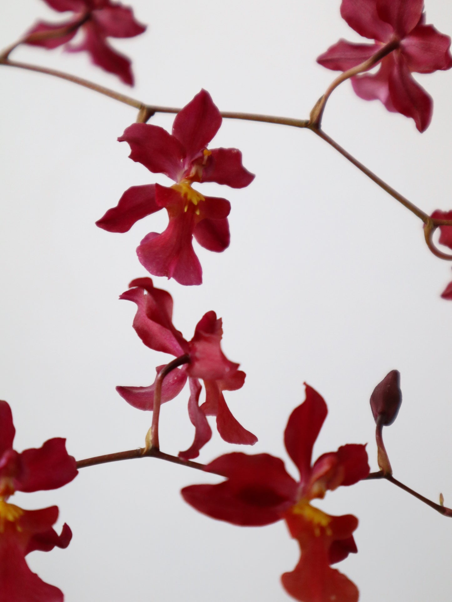 Oncidium Hwuluduen 'Red Cherry' 文心蘭