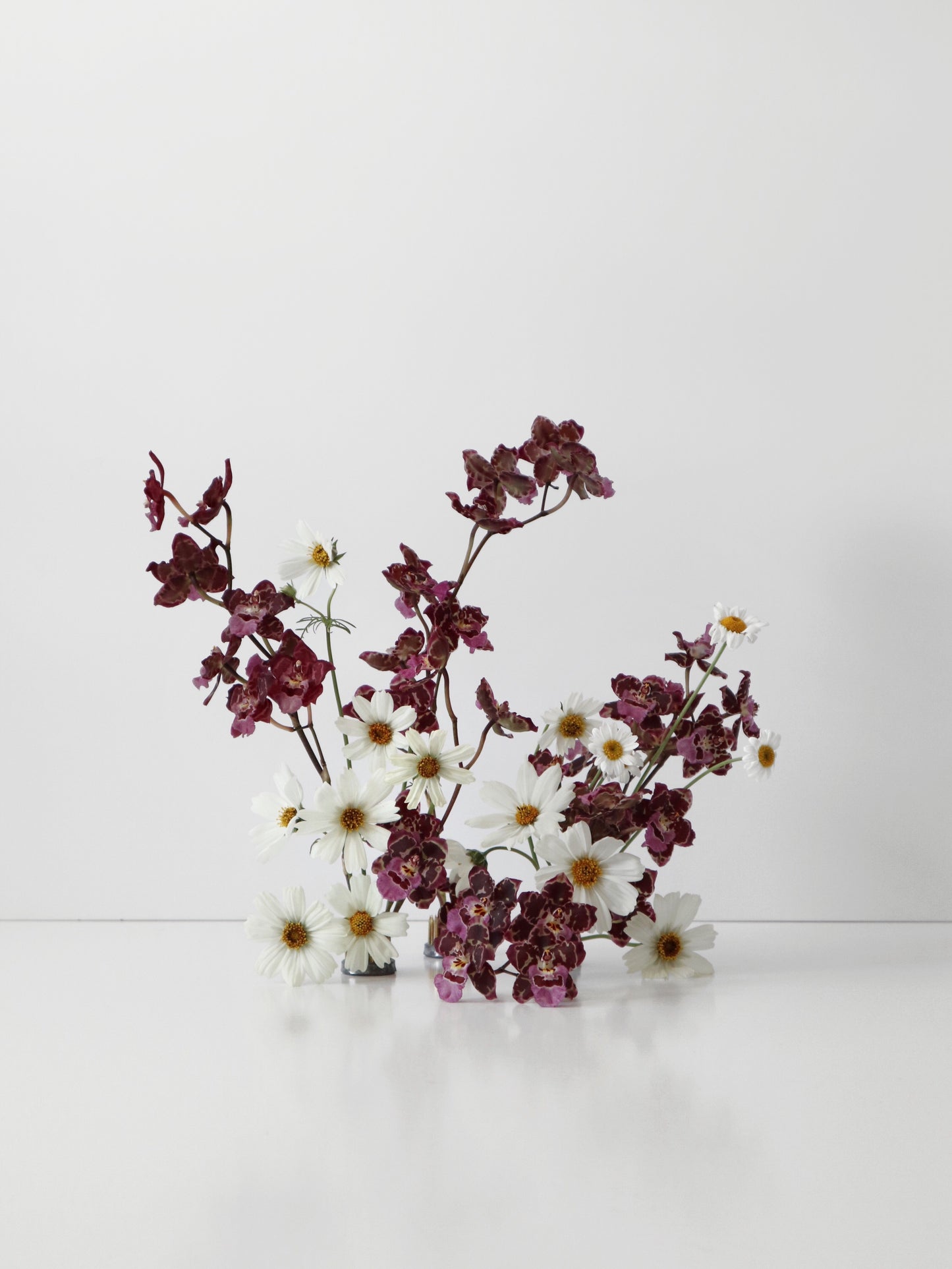 Oncidium Hwuluduen 'Gina' 文心蘭