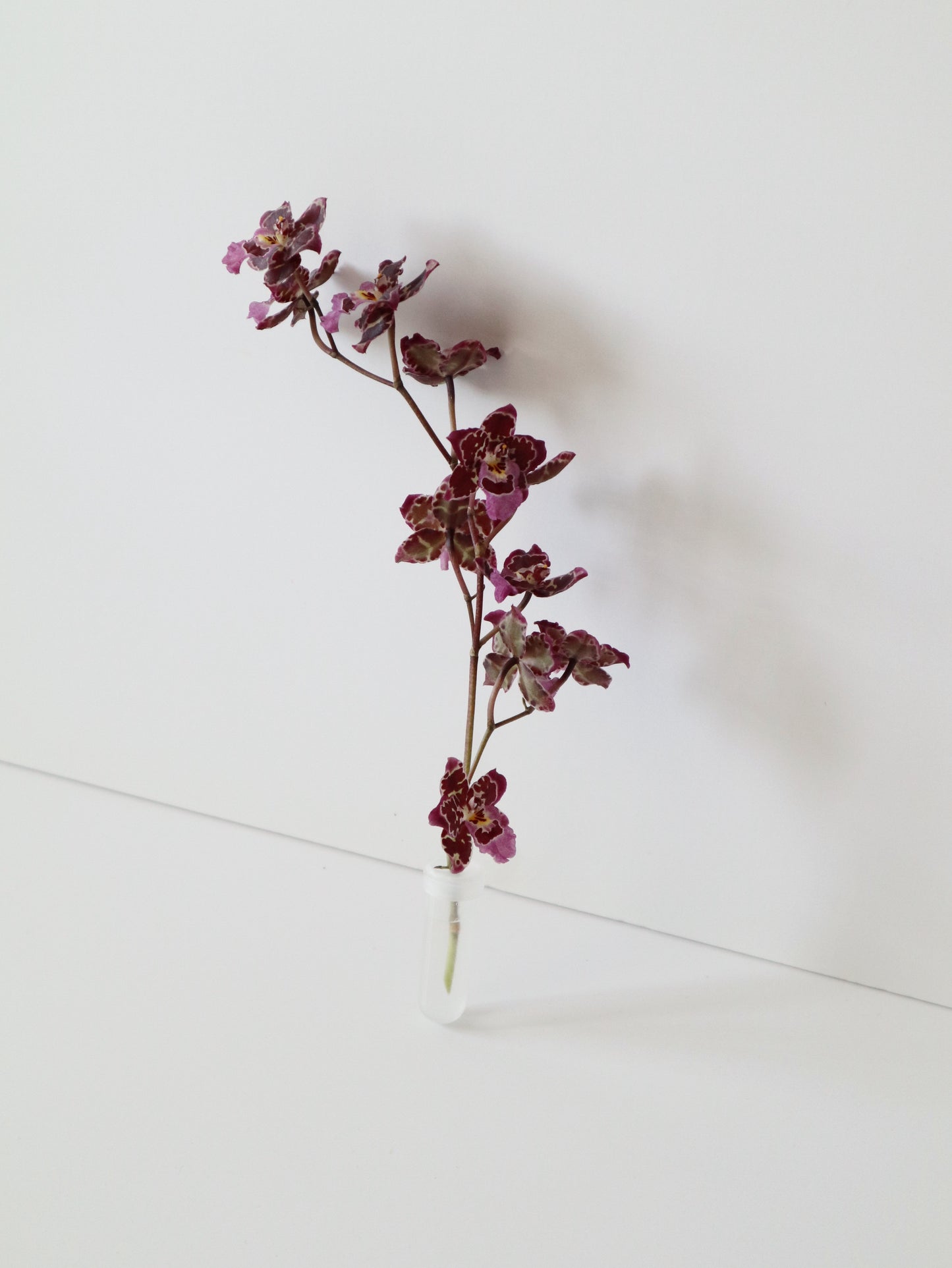 Oncidium Hwuluduen 'Gina' 文心蘭