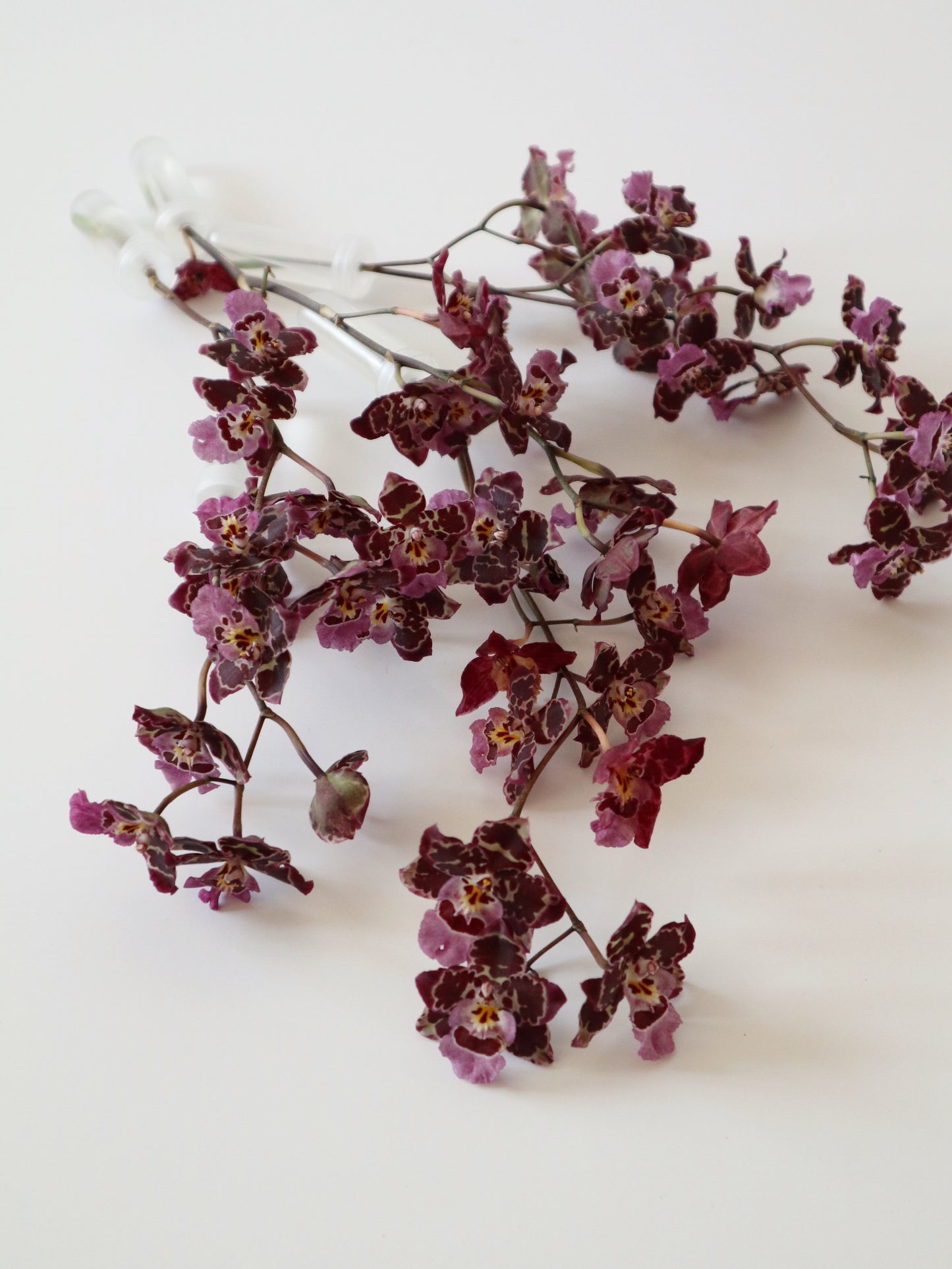 Oncidium Hwuluduen 'Gina' 文心蘭
