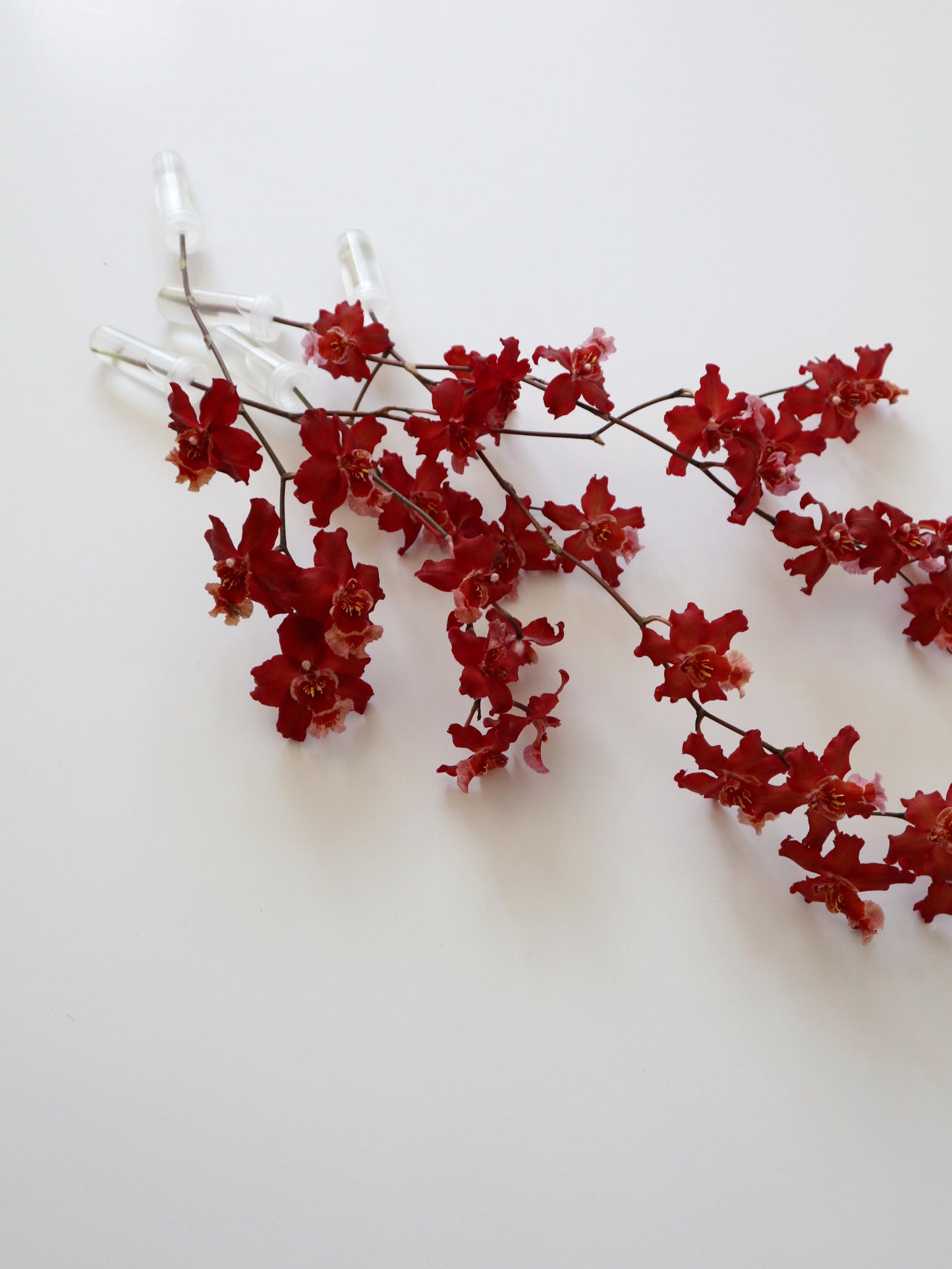 Oncidium Hwuluduen 'Firecracker'