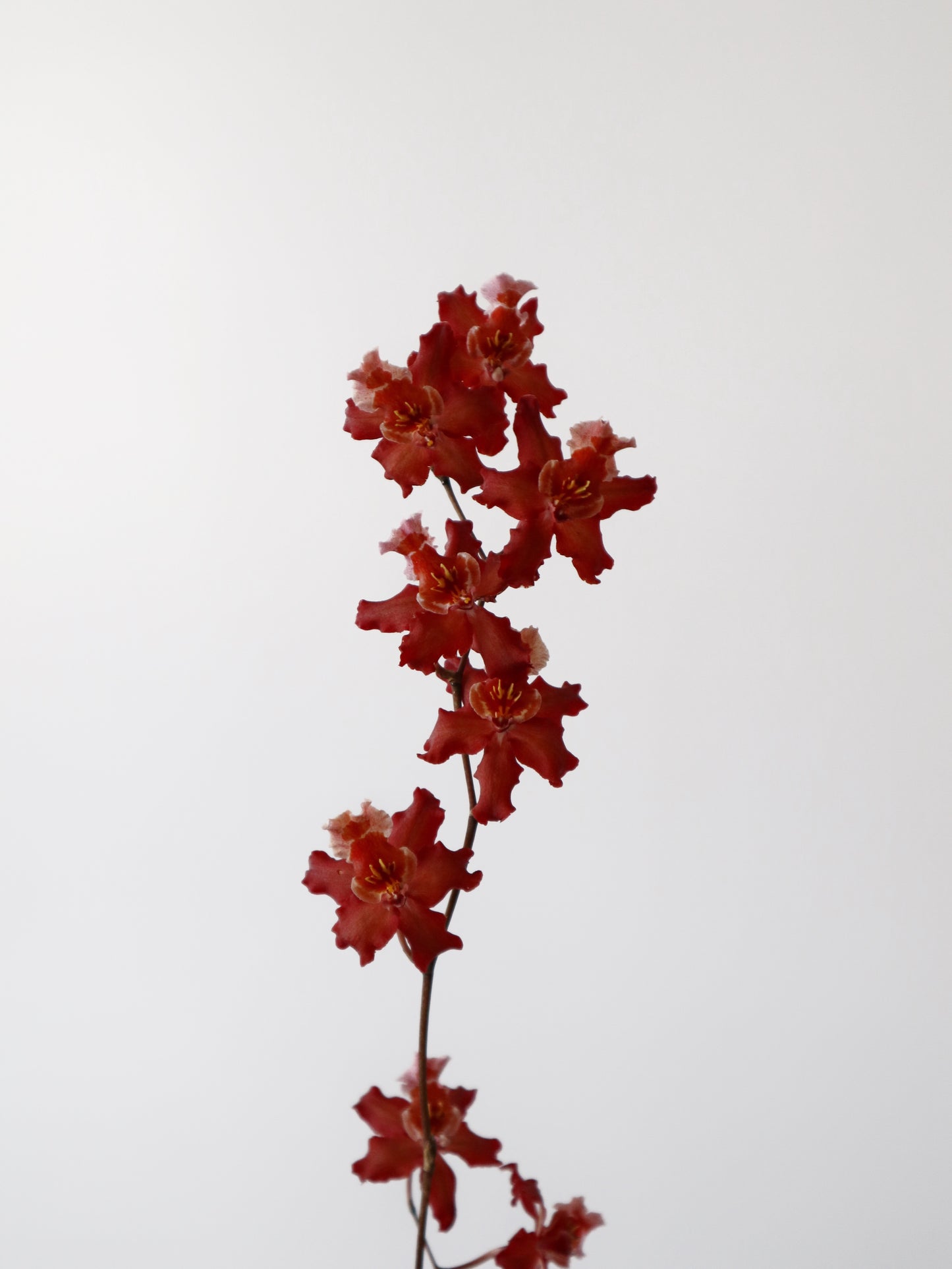 Oncidium Hwuluduen 'Firecracker'
