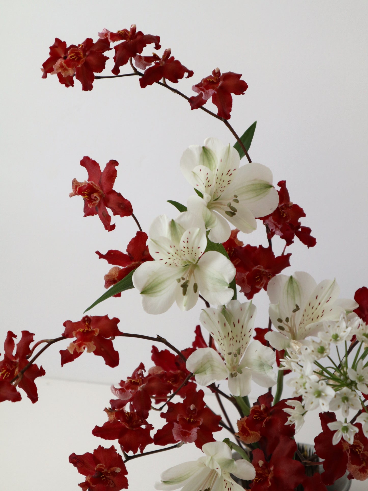 Oncidium Hwuluduen 'Firecracker'