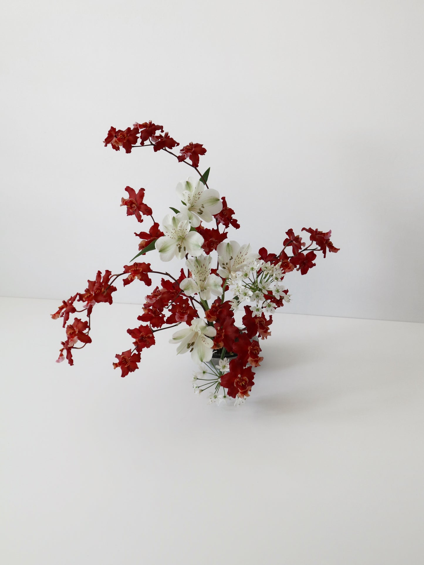 Oncidium Hwuluduen 'Firecracker'