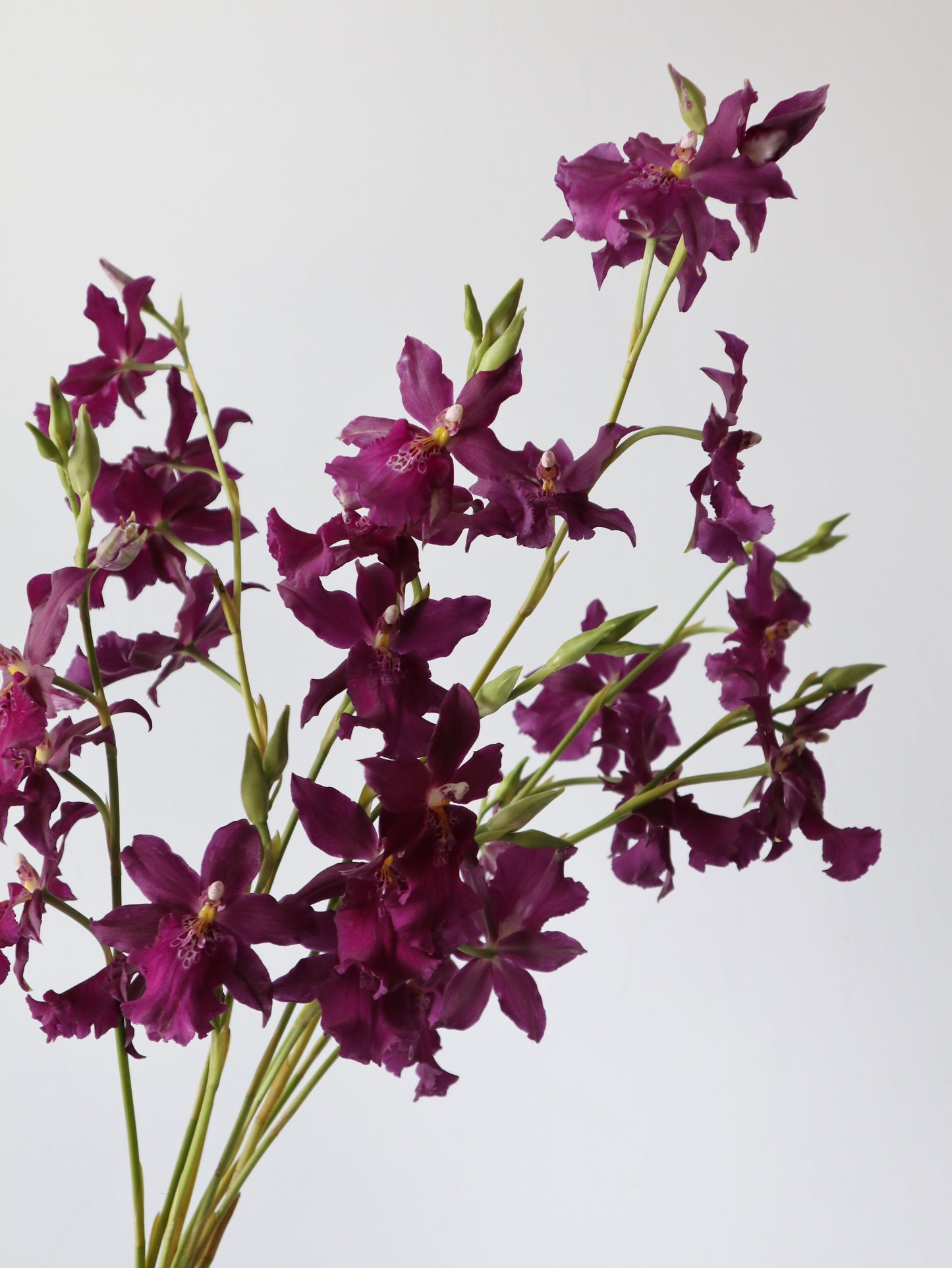 Miltonidium Hwuluduen Kenzie 'Passion'