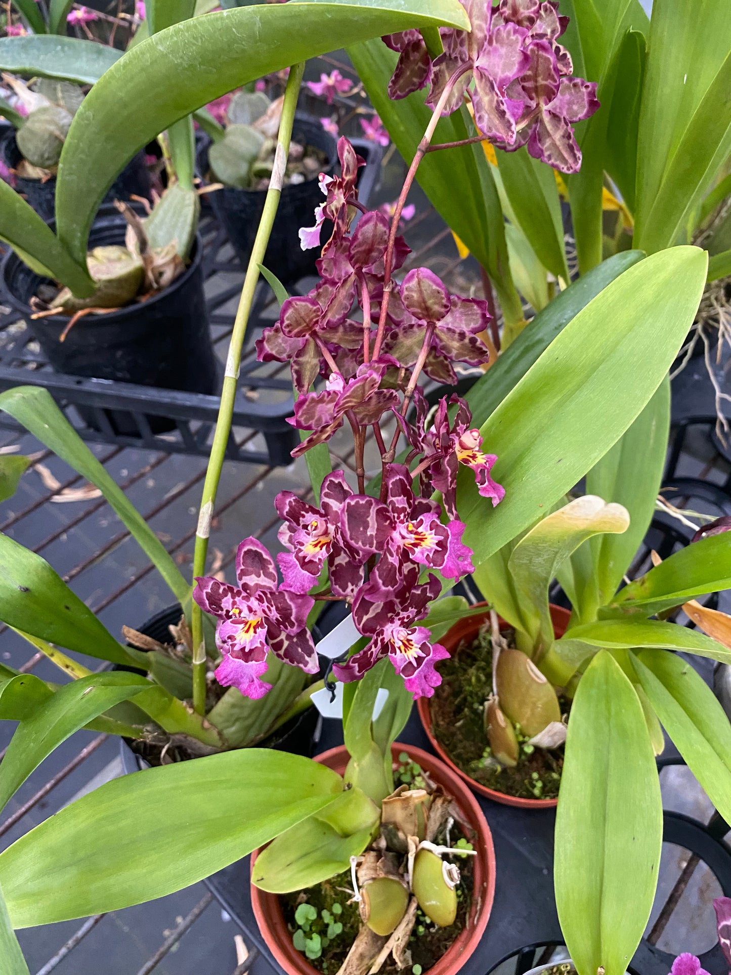 Oncidium Hwuluduen 'Gina' 文心蘭