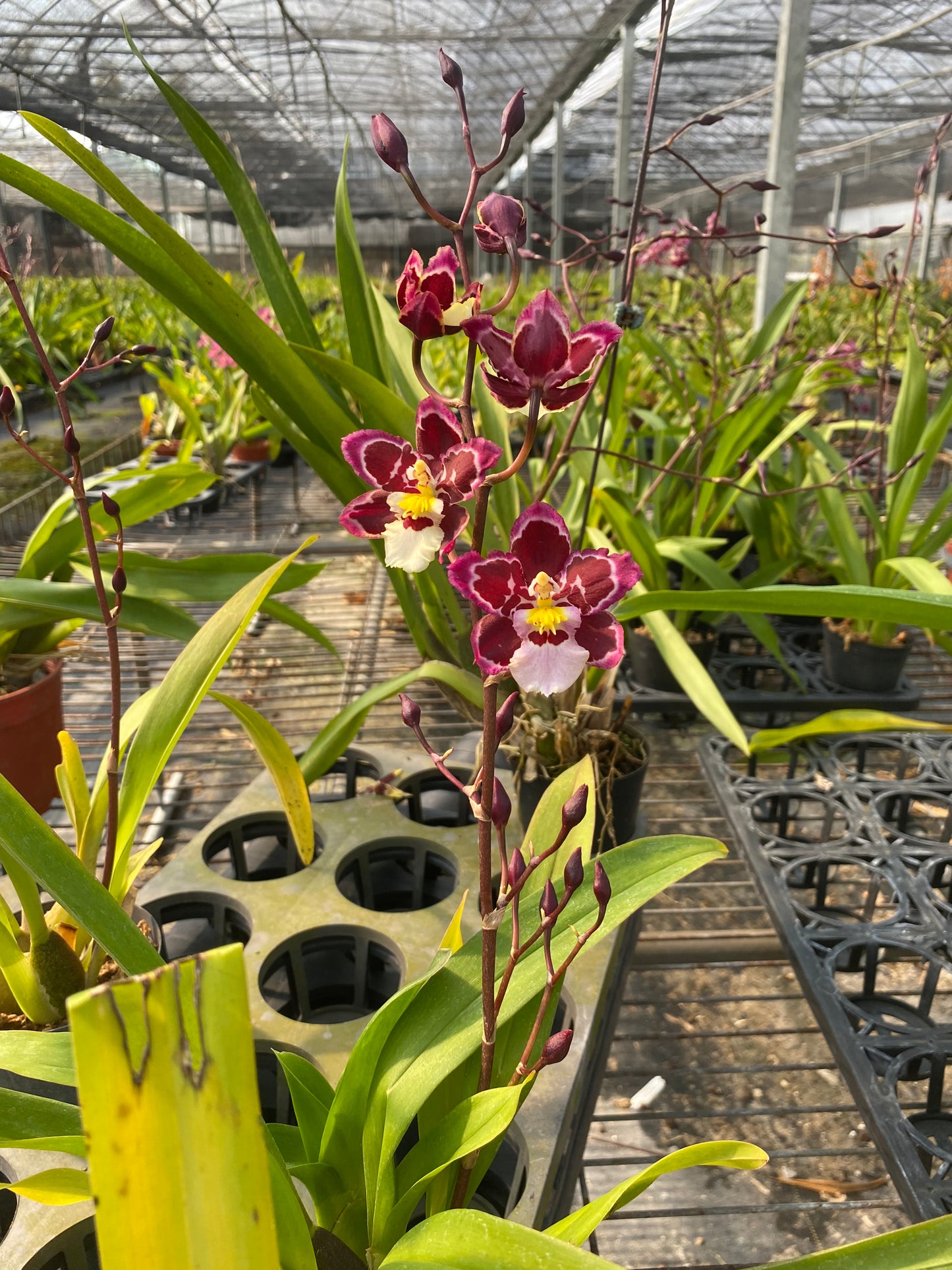 Zelenkocidium Hwuluduen Ruby Gem 'Diana'