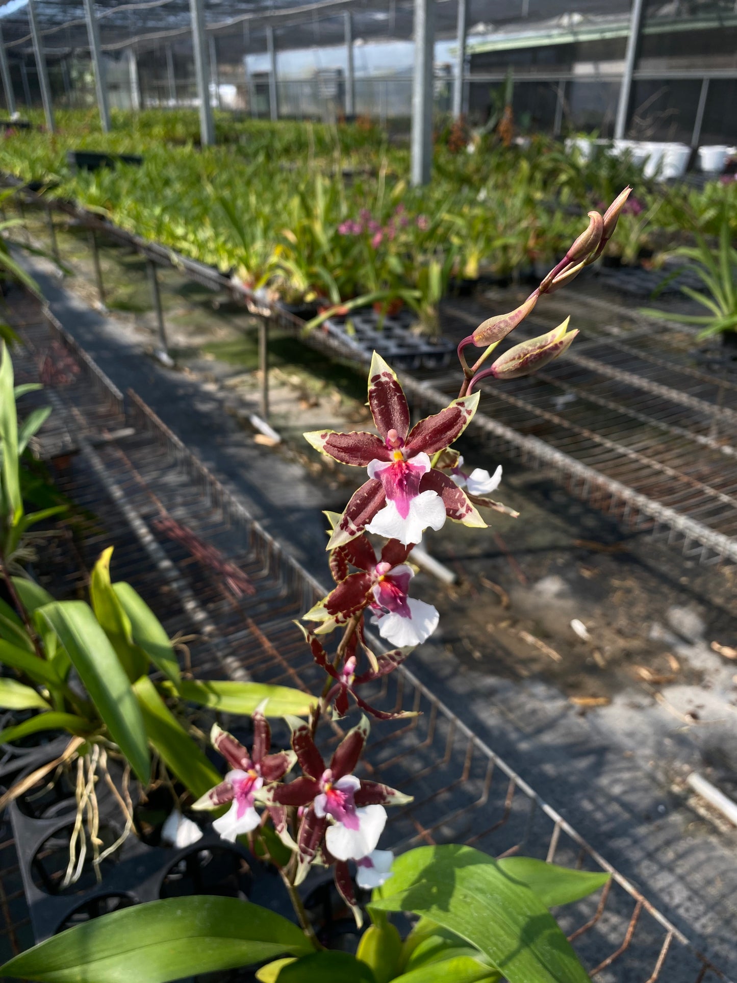 Oncidium Hwuluduen 'Dreamer'