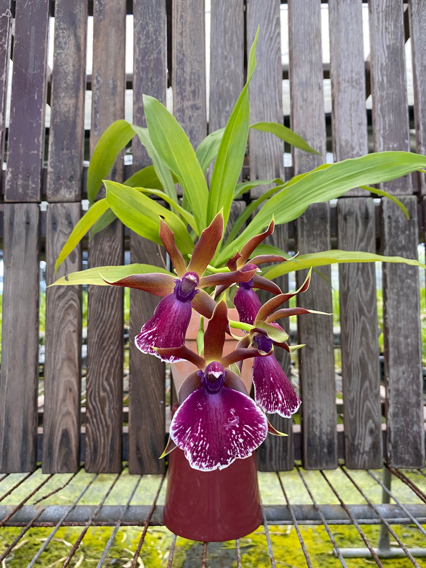 Zygopetalum Louisendorf